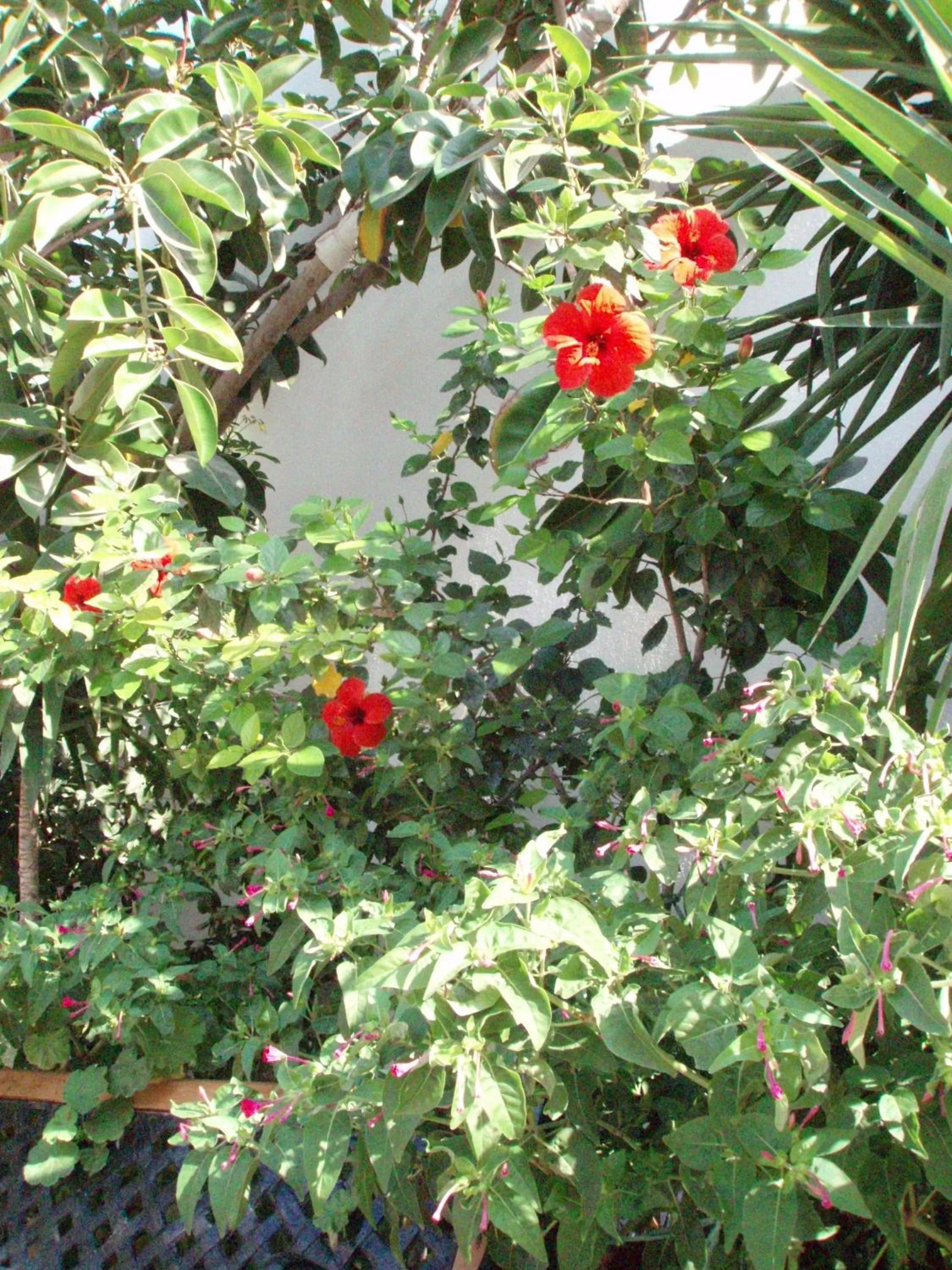 Garden in Hotel Matina