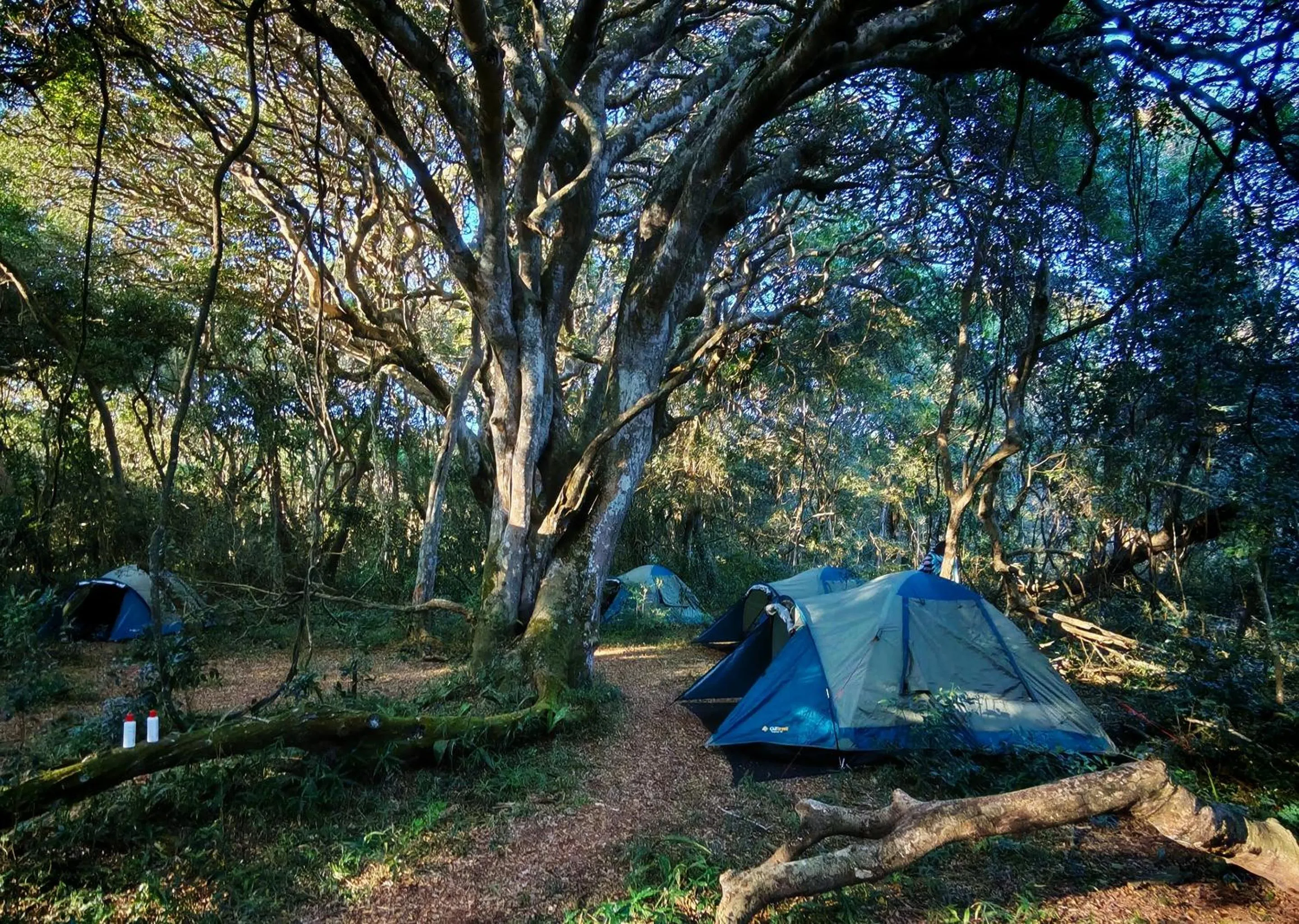Spring in Malkoha Lake St Lucia