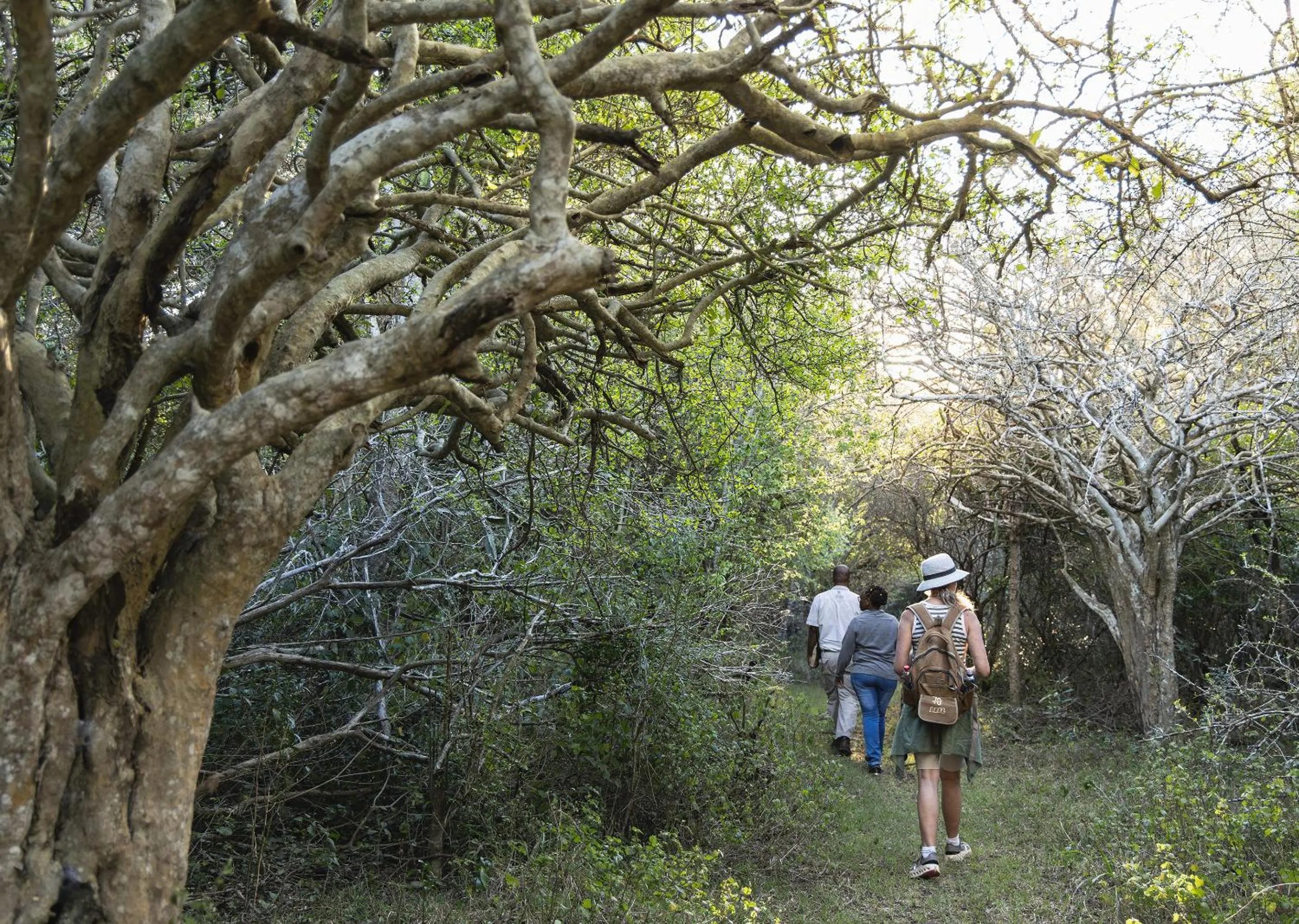 Spring in Malkoha Lake St Lucia