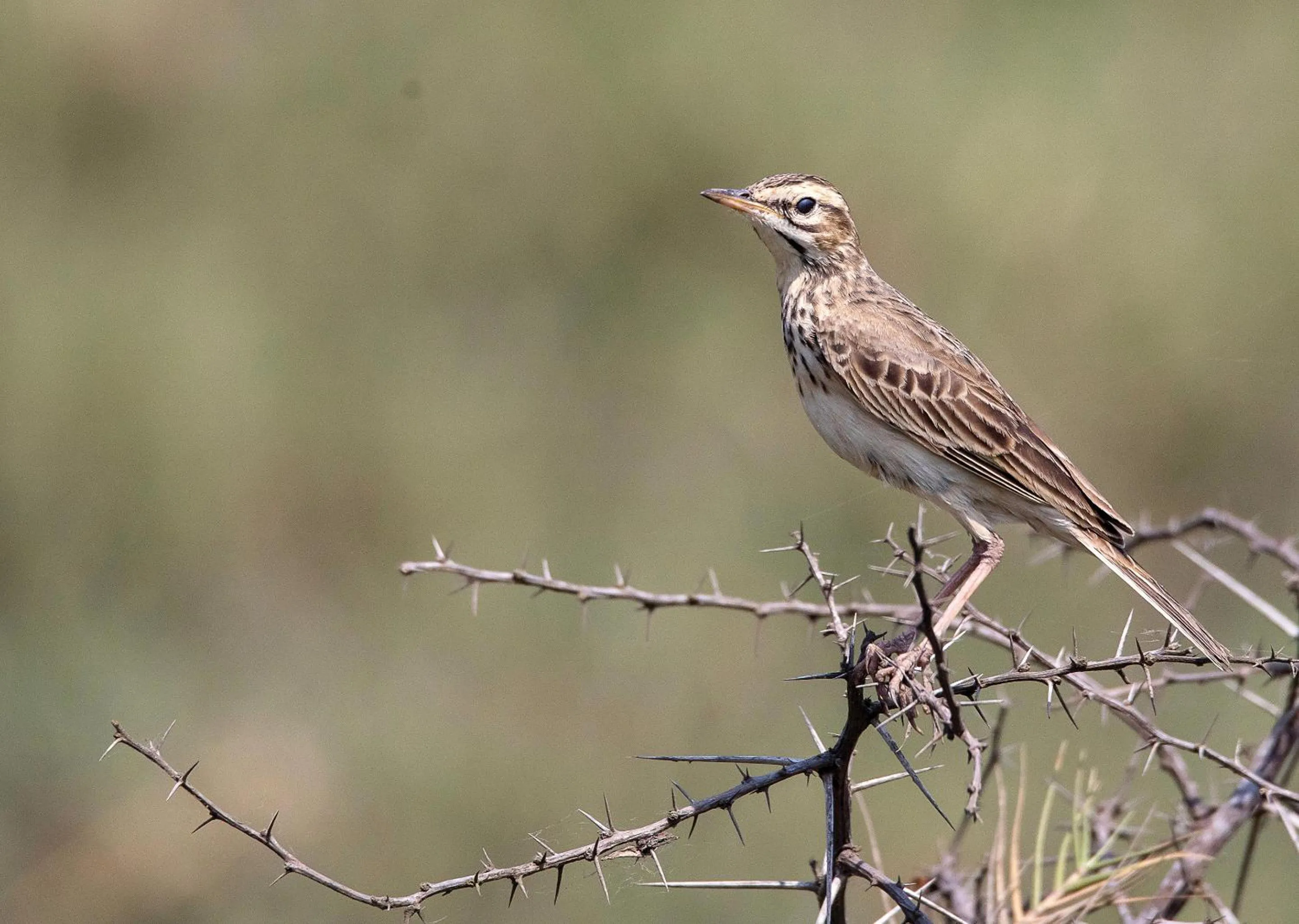 Day in Nibela Lake Lodge by Dream Resorts