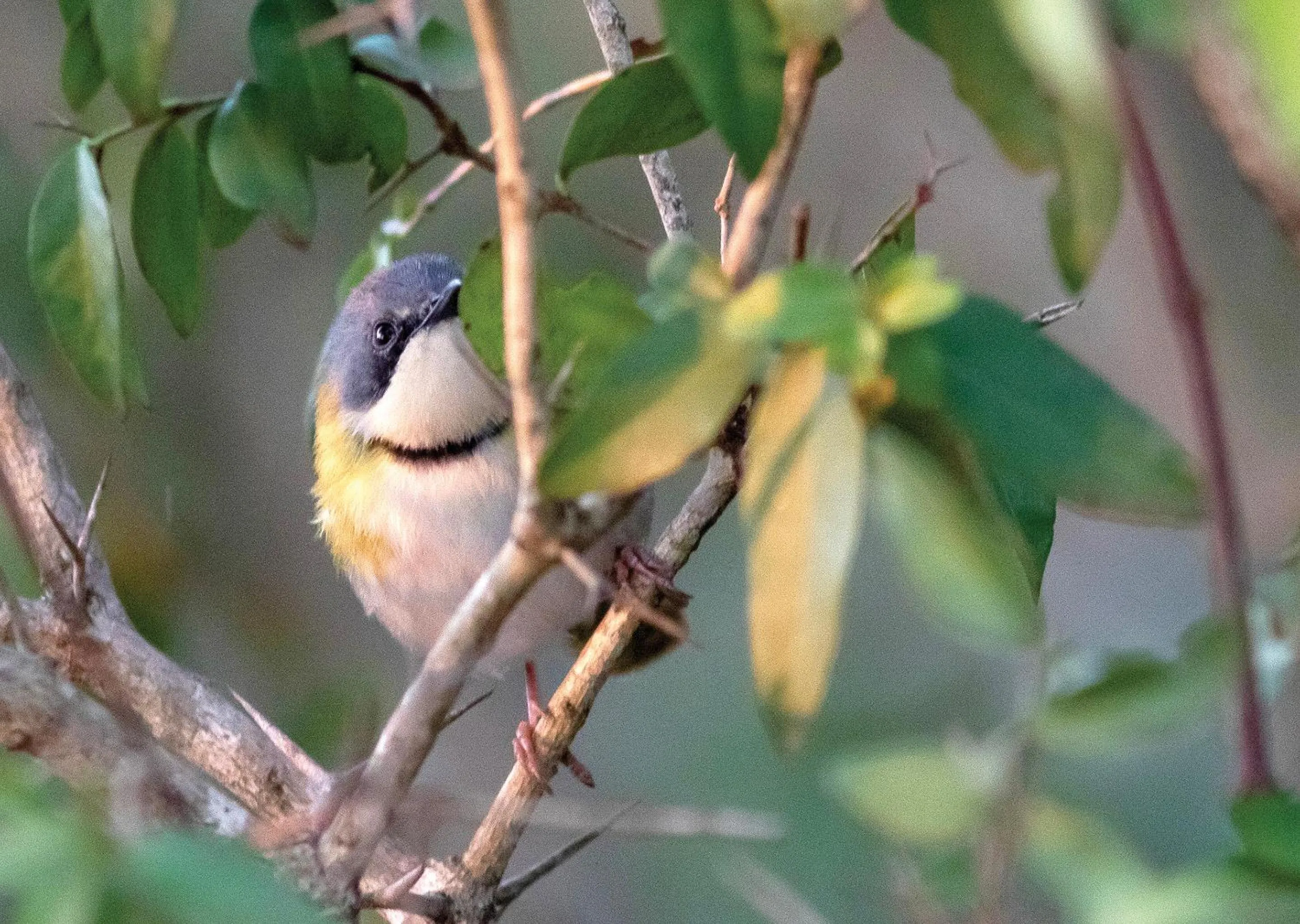 Day in Nibela Lake Lodge by Dream Resorts