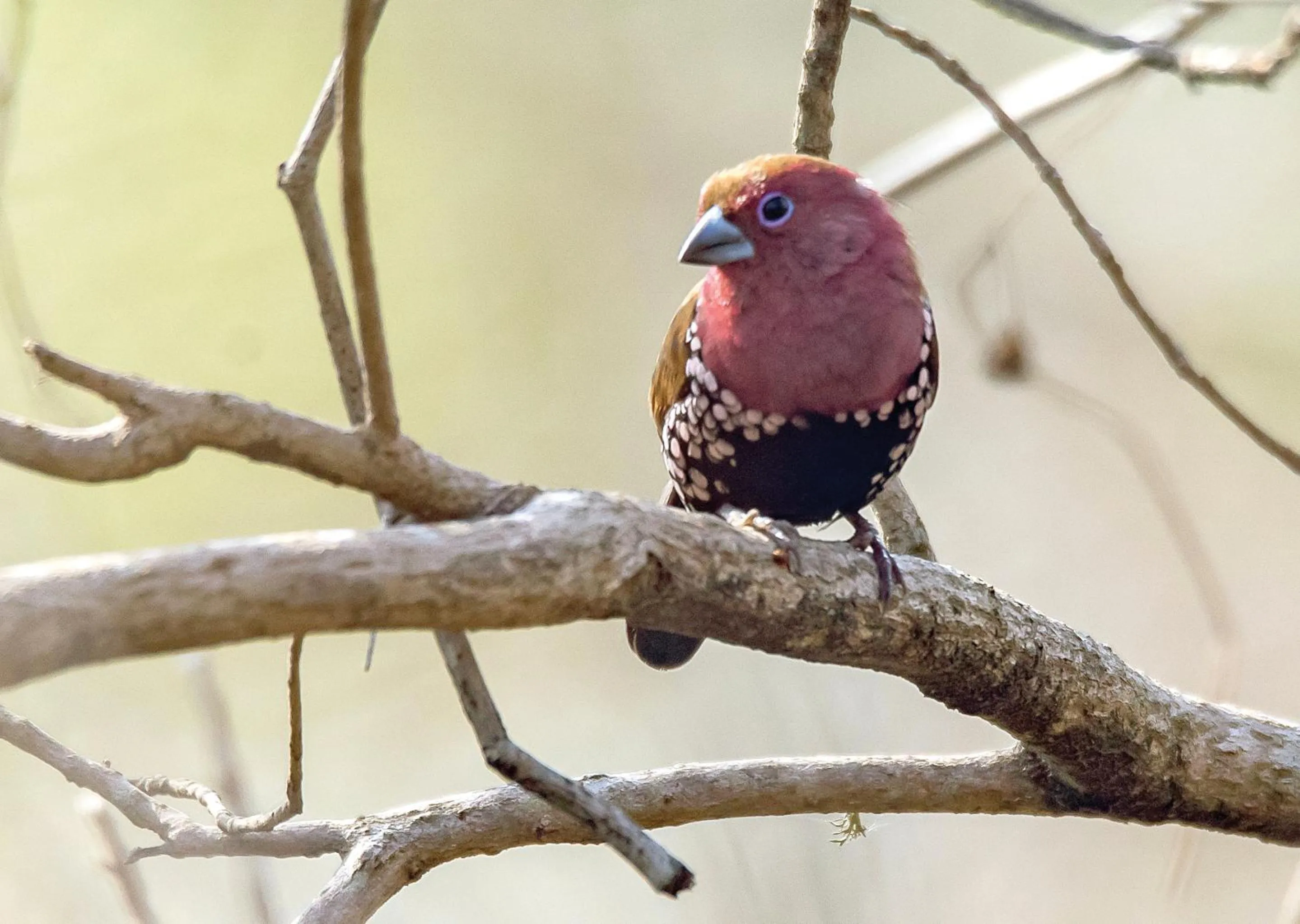 Day in Nibela Lake Lodge by Dream Resorts