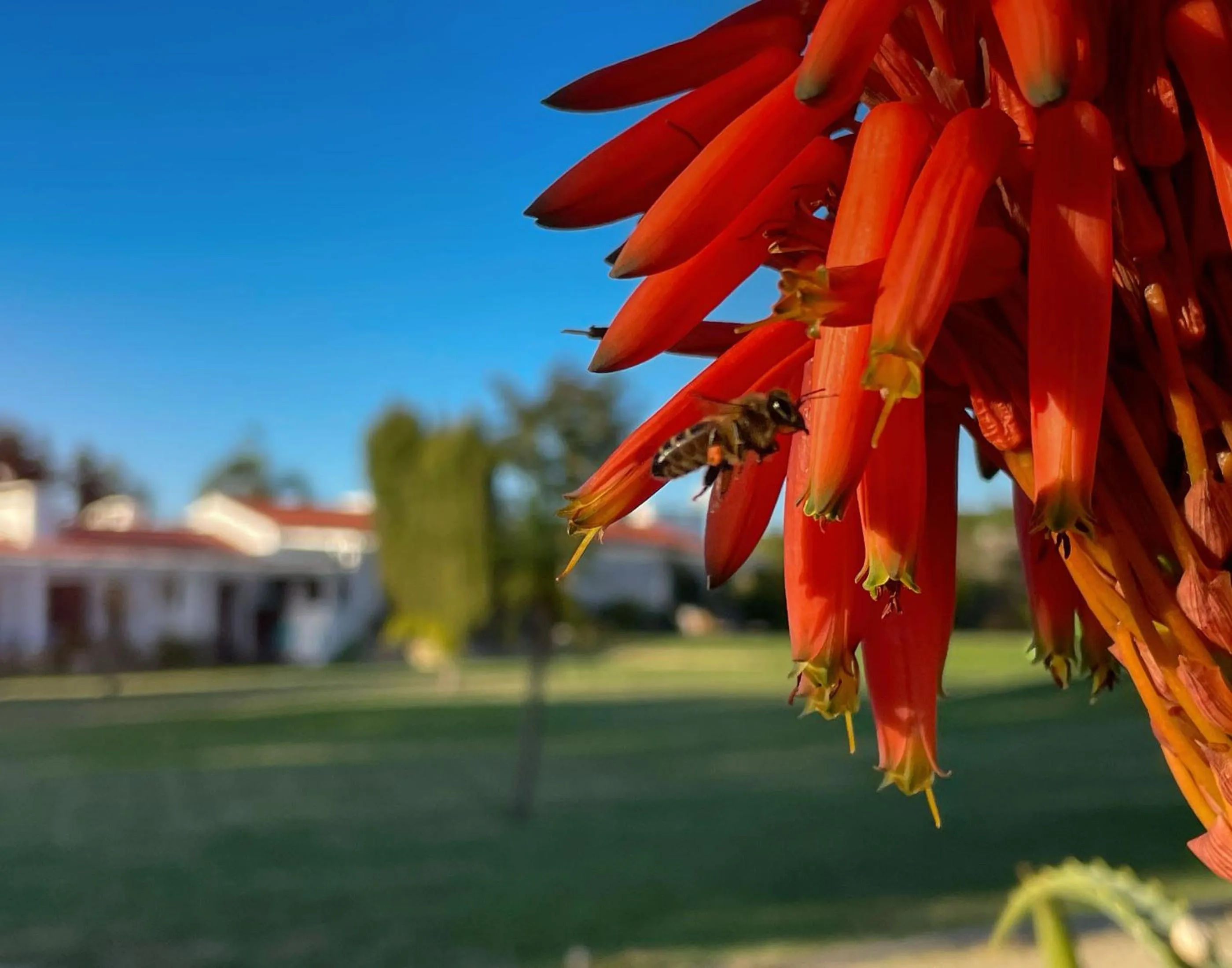 Garden in Herdade do Kuanza