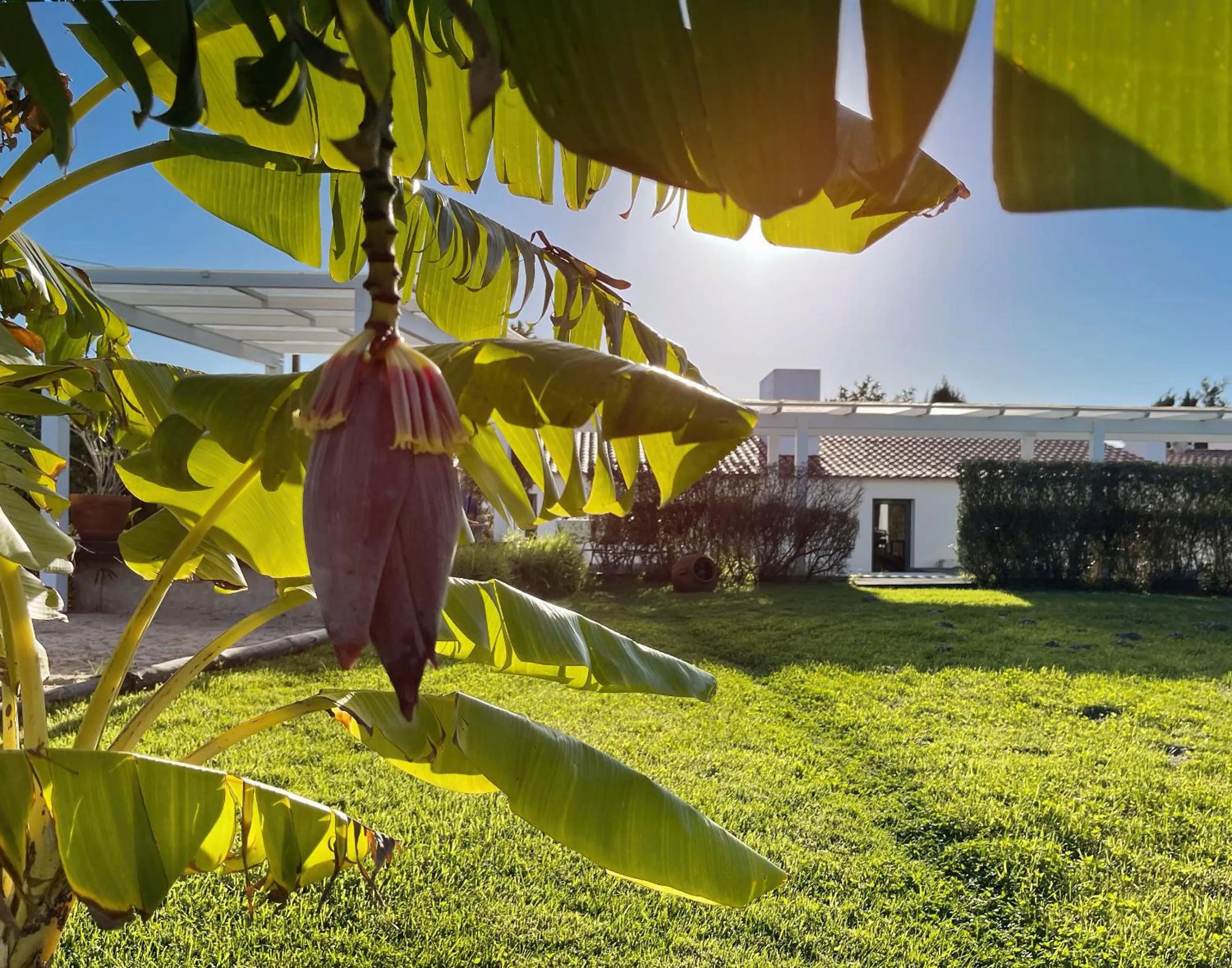 Garden in Herdade do Kuanza