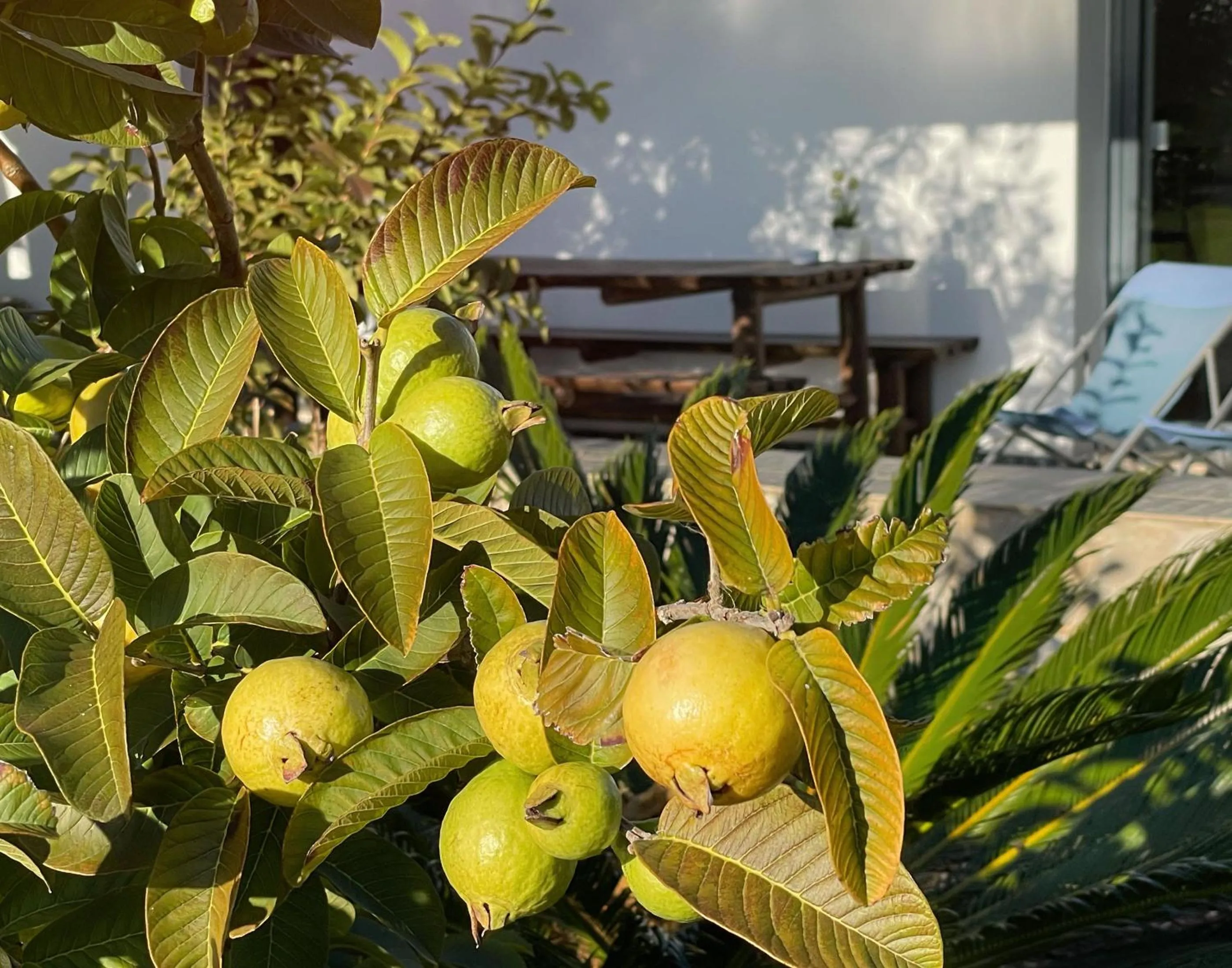 Garden in Herdade do Kuanza