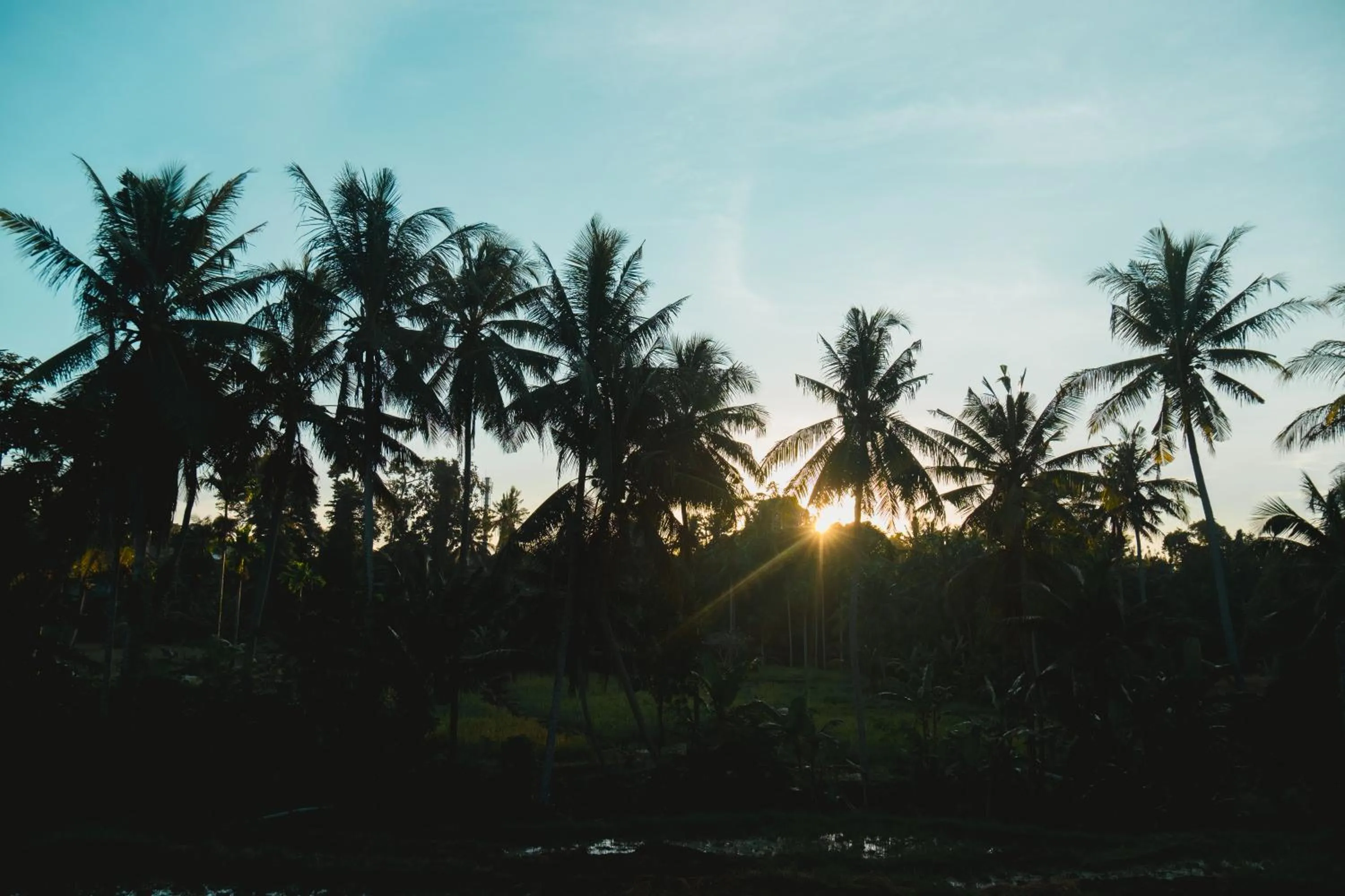 View (from property/room) in Emana Bambooscape