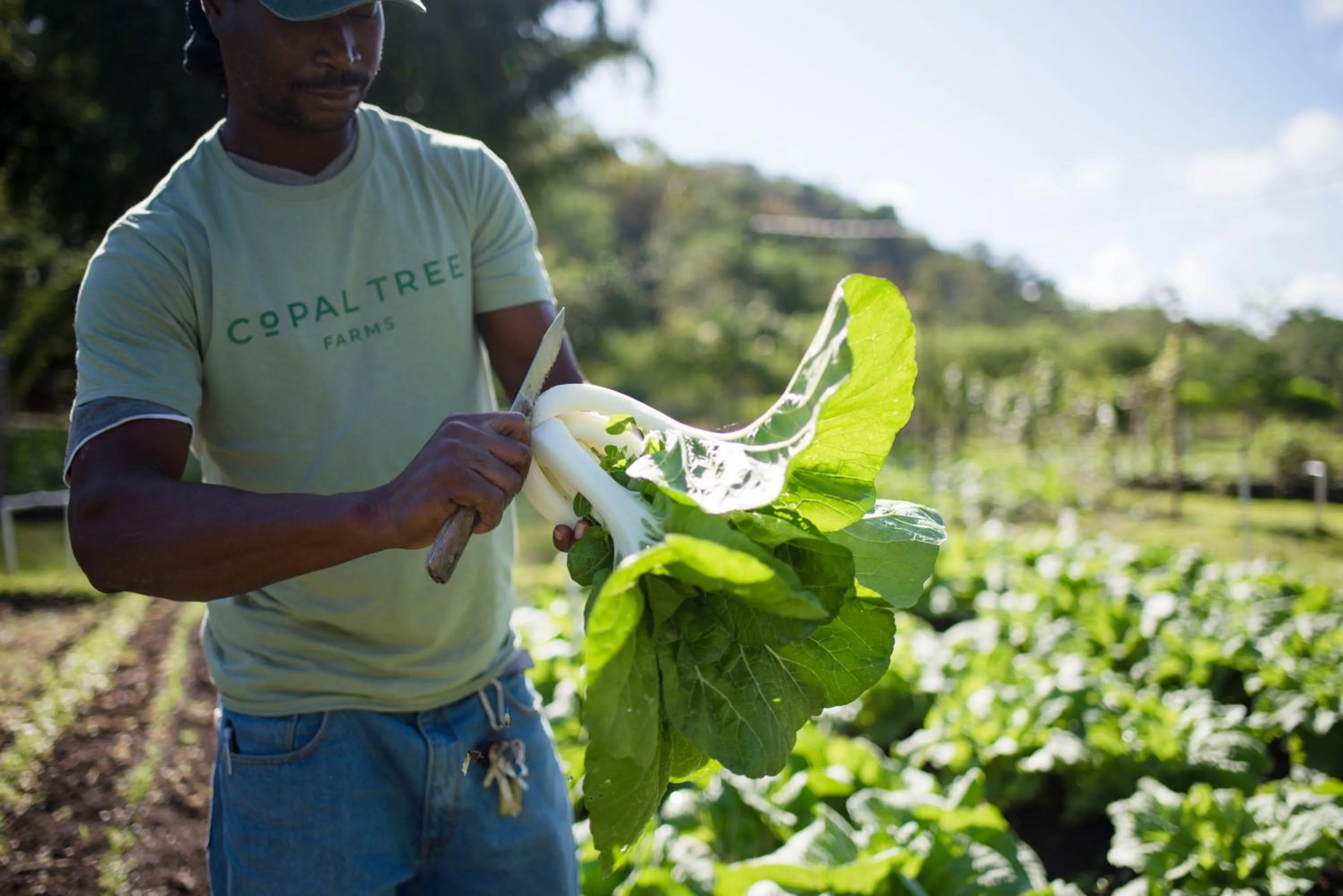 Garden in Copal Tree Lodge a Muy'Ono Resort