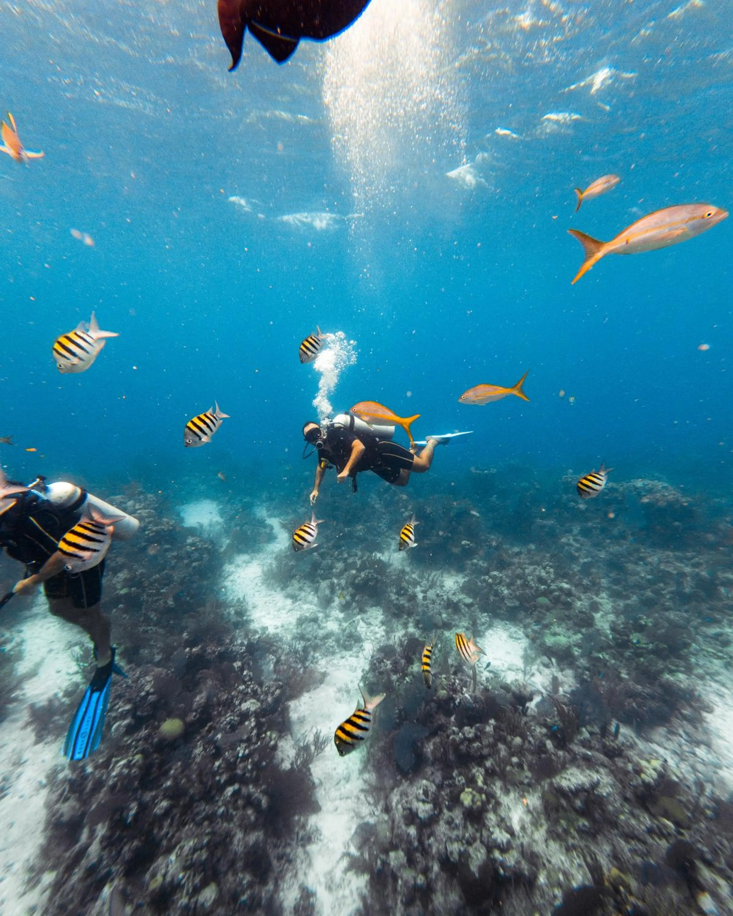 Diving in Copal Tree Lodge a Muy'Ono Resort