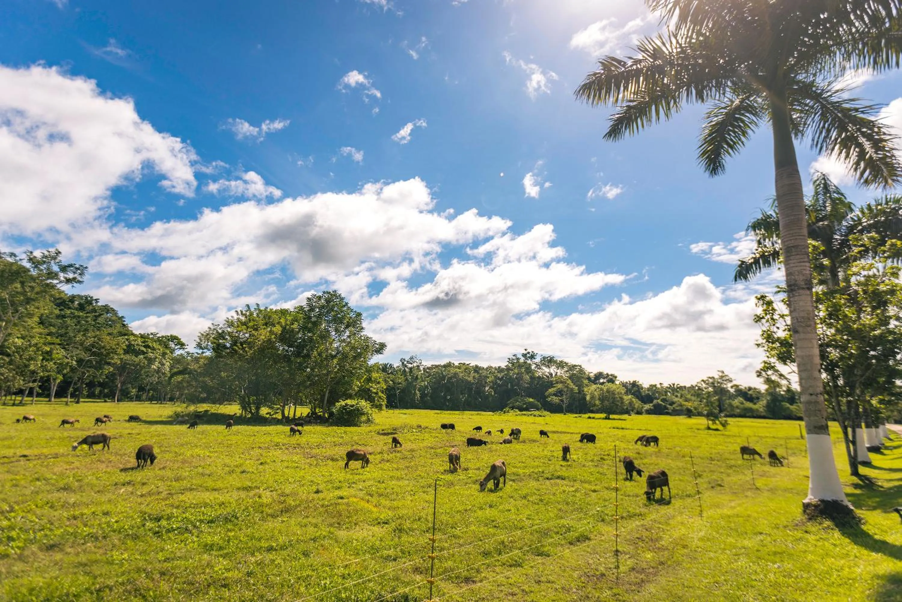 Garden in Copal Tree Lodge a Muy'Ono Resort