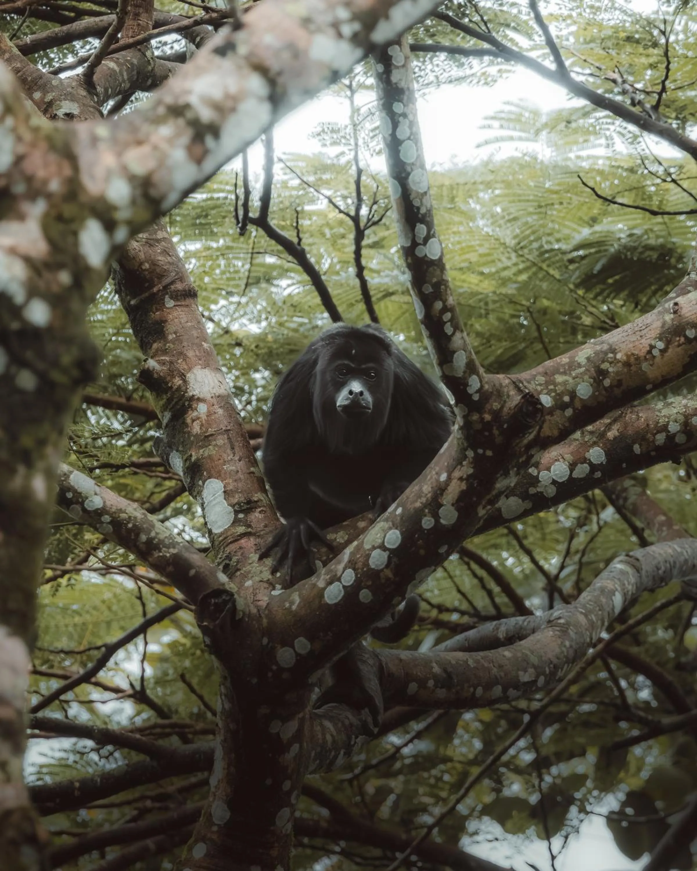Animals in Copal Tree Lodge a Muy'Ono Resort