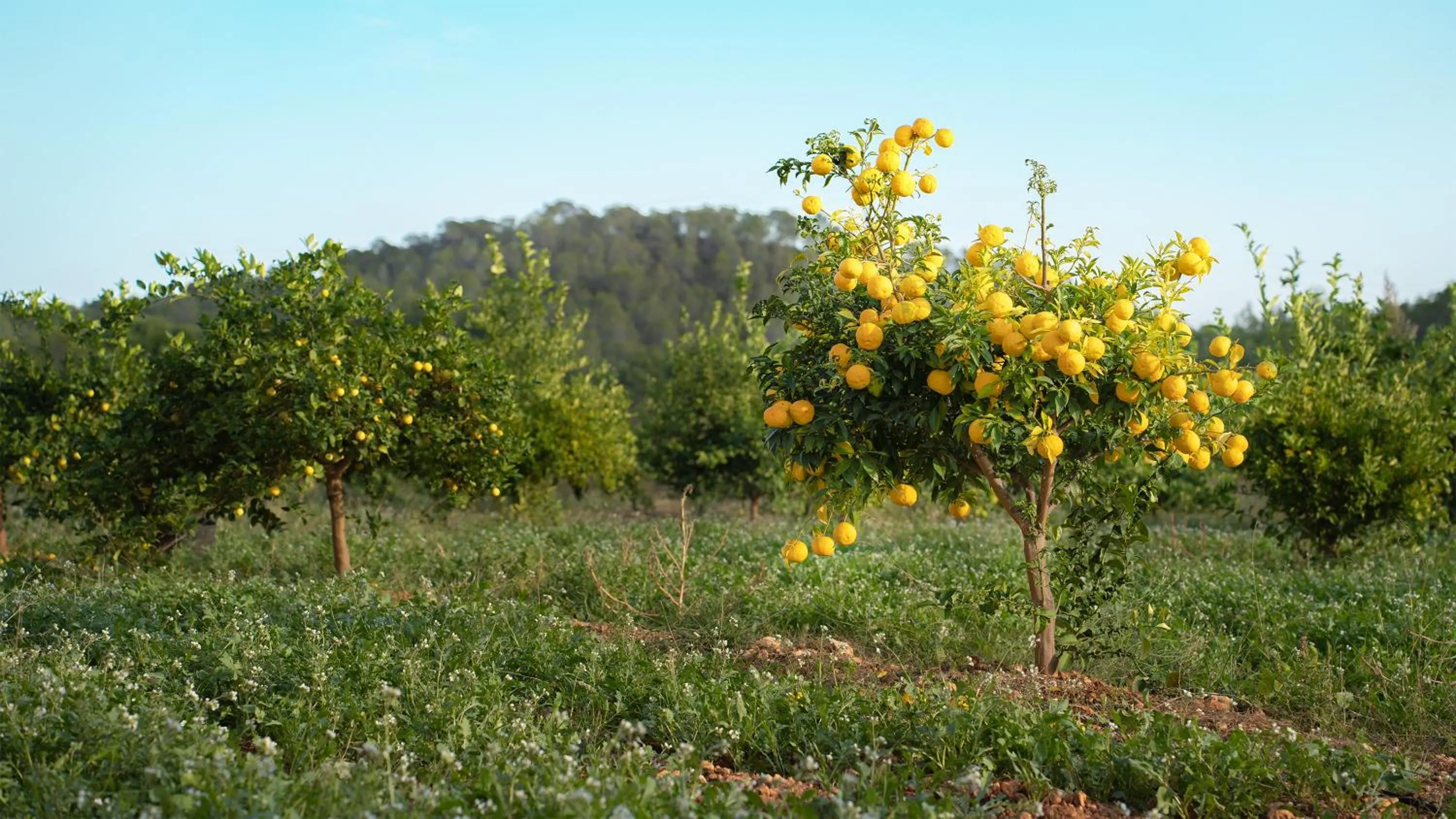 Garden in ZEM Wellness Clinic Altea - 5 Stars Grand Luxury