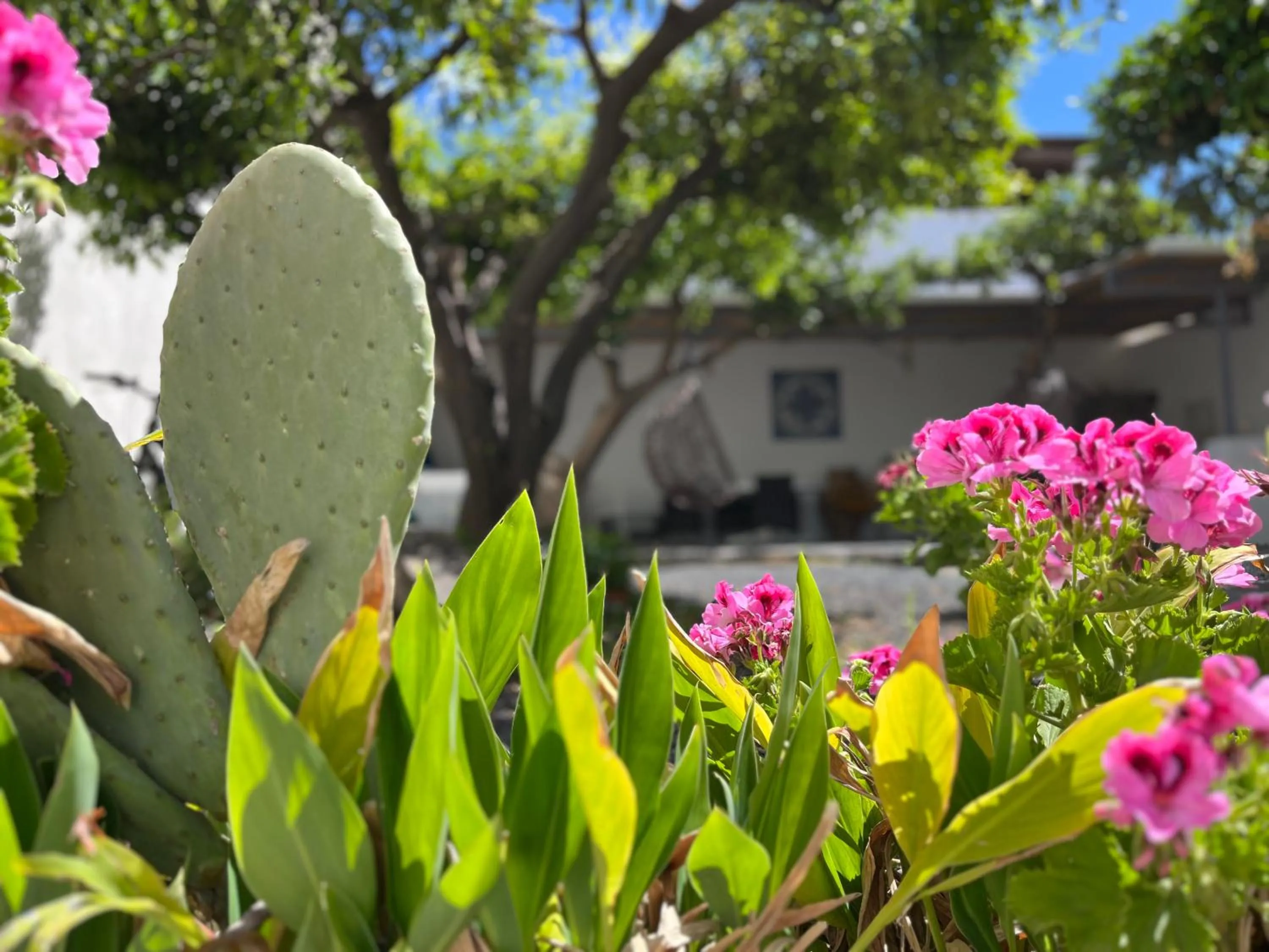 Garden view in Punta Sallustro Lipari