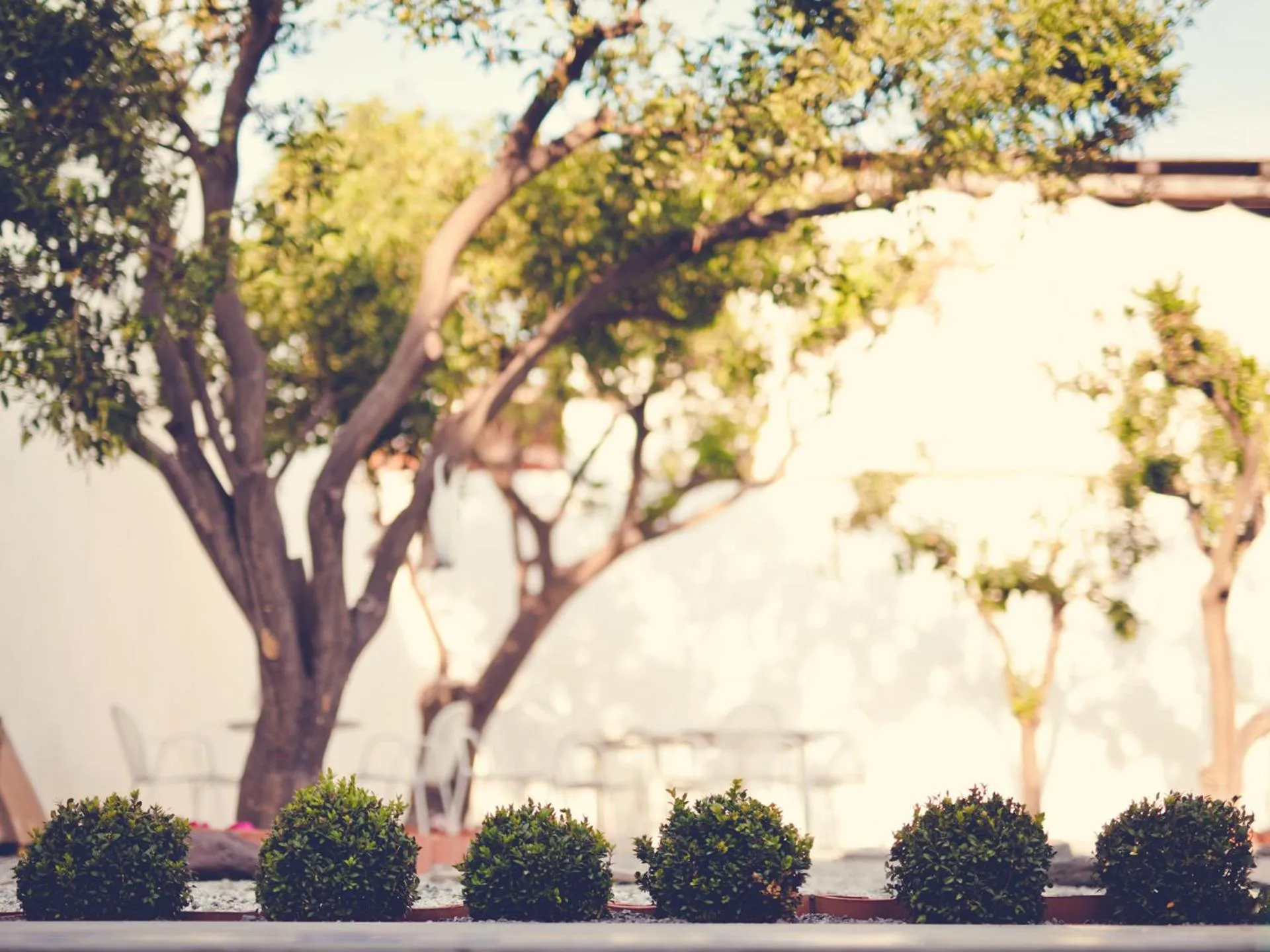 Garden in Punta Sallustro Lipari