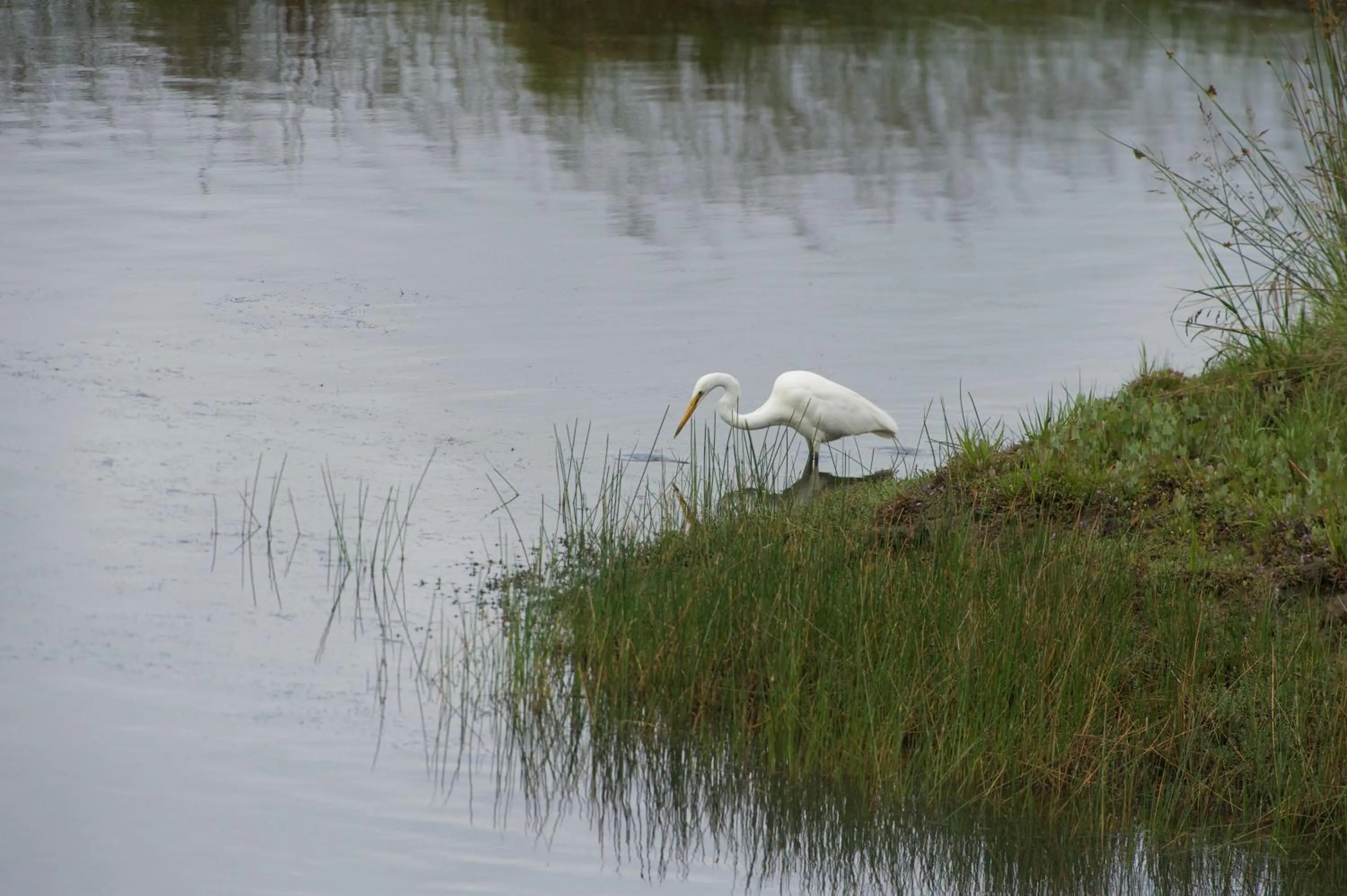 Pelican Point Sanctuary