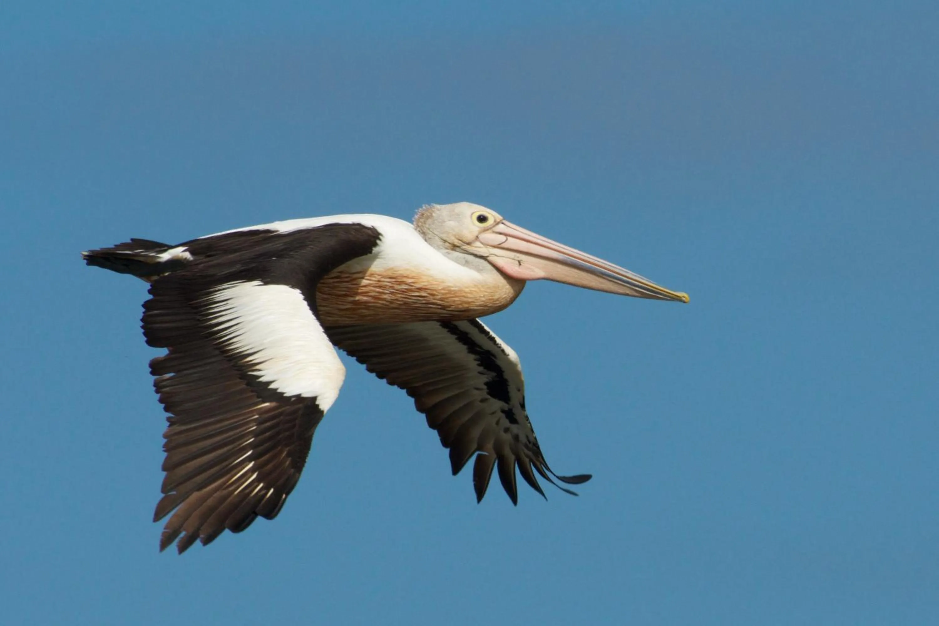 Pelican Point Sanctuary