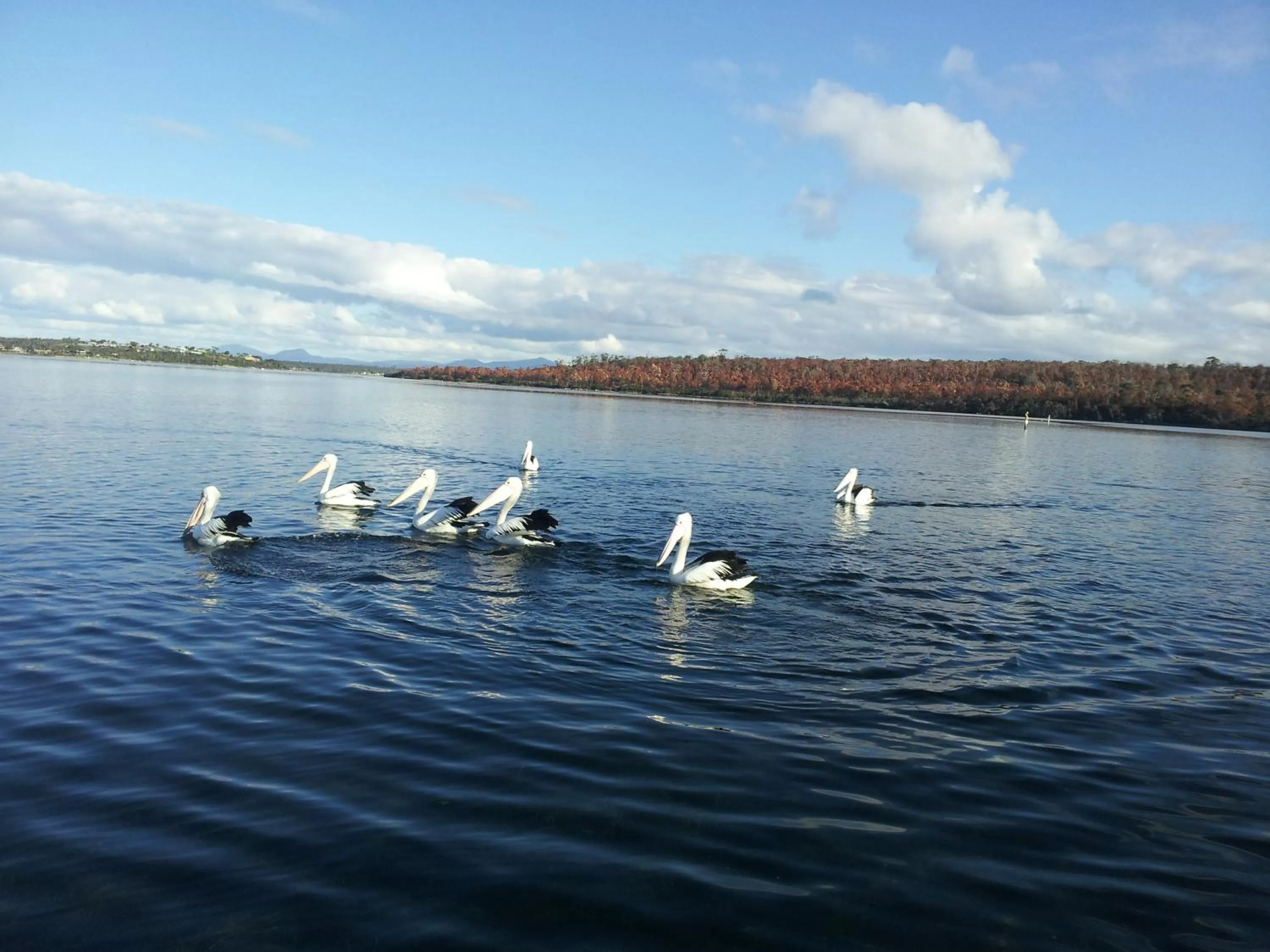 Pelican Point Sanctuary