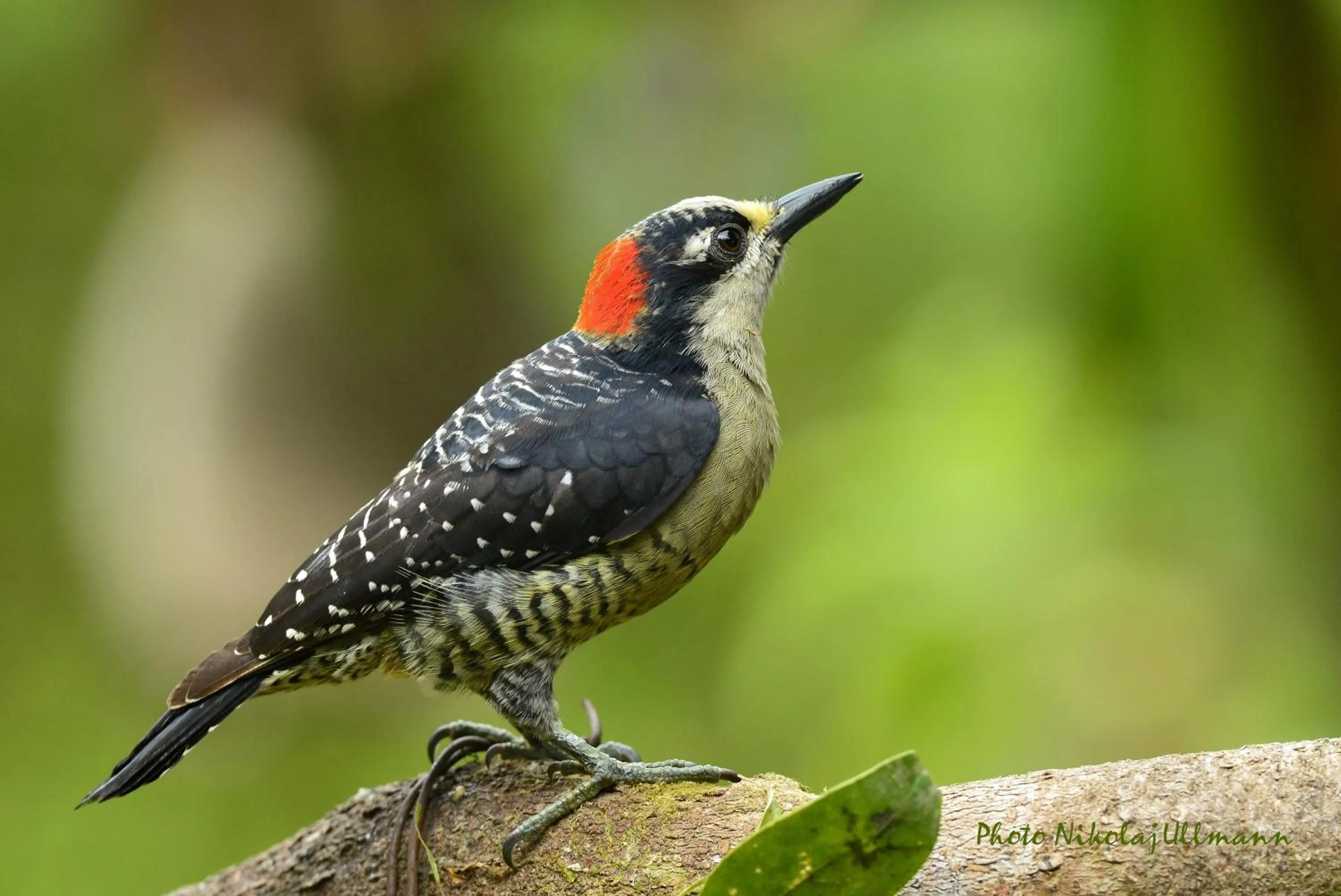 Garden in Hotel Cerro Lodge