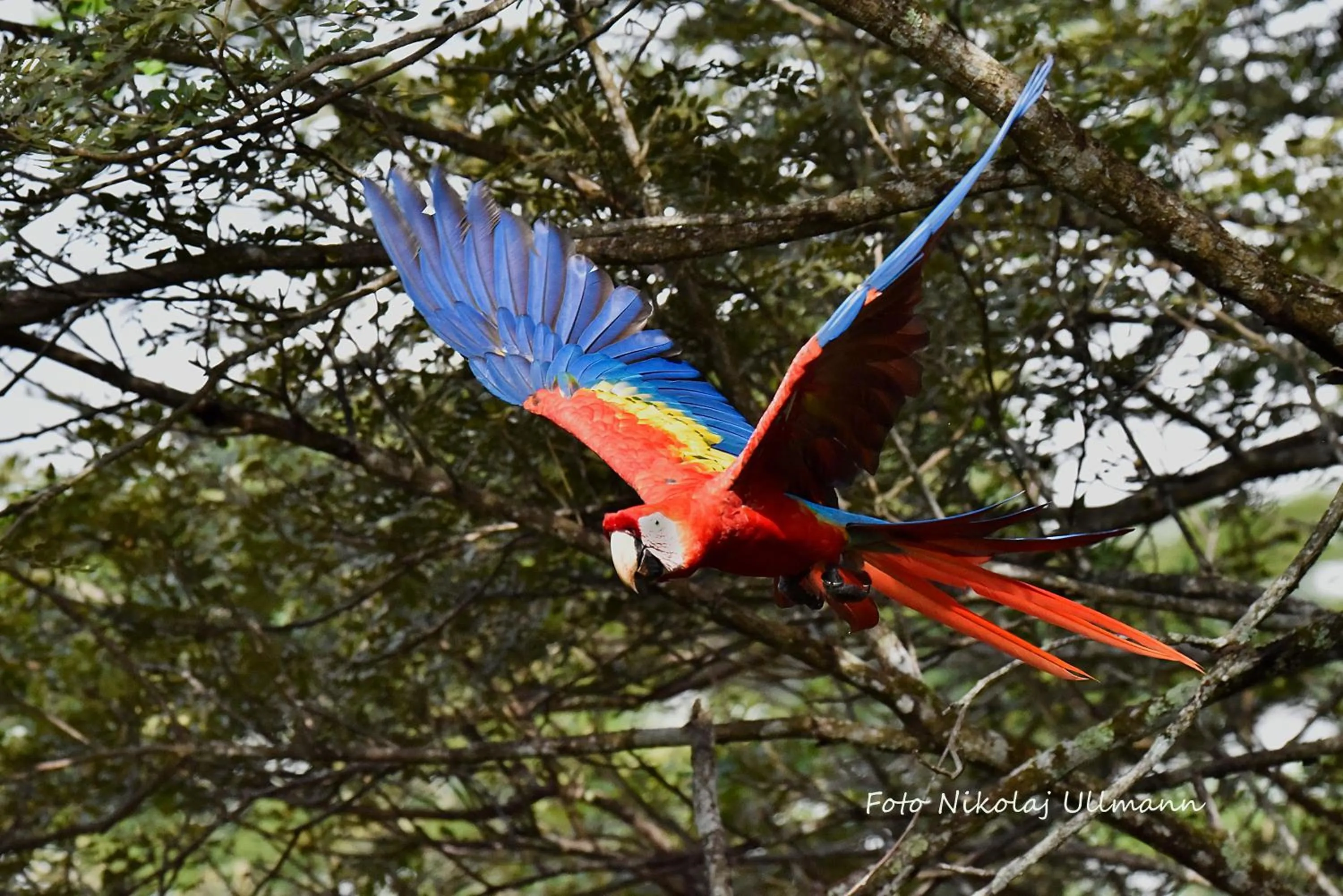 Garden in Hotel Cerro Lodge