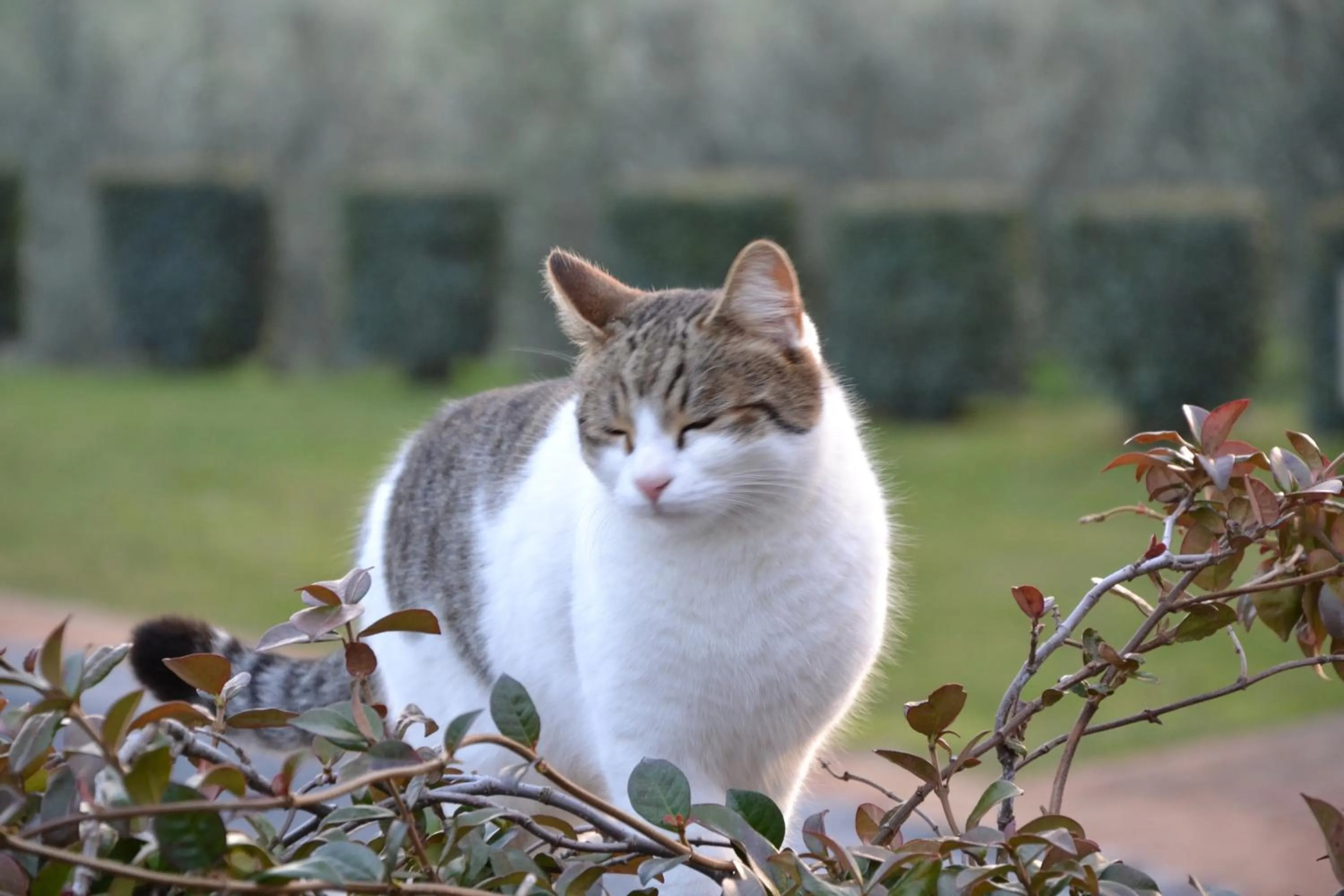 Garden in Agriturismo Sanguineto
