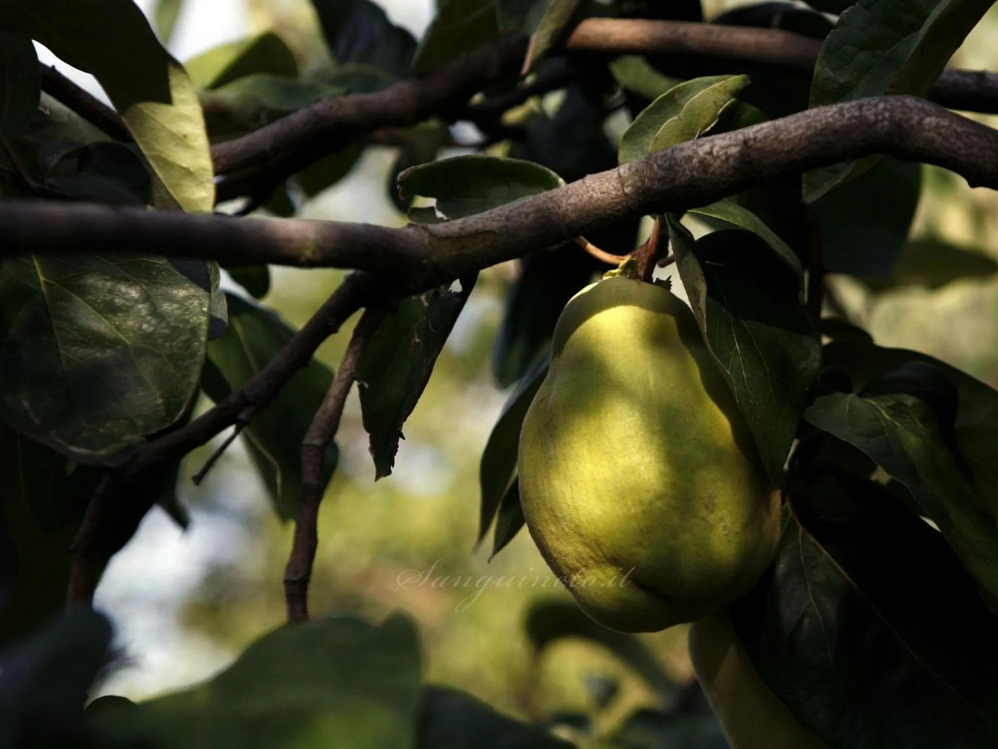 Other in Agriturismo Sanguineto