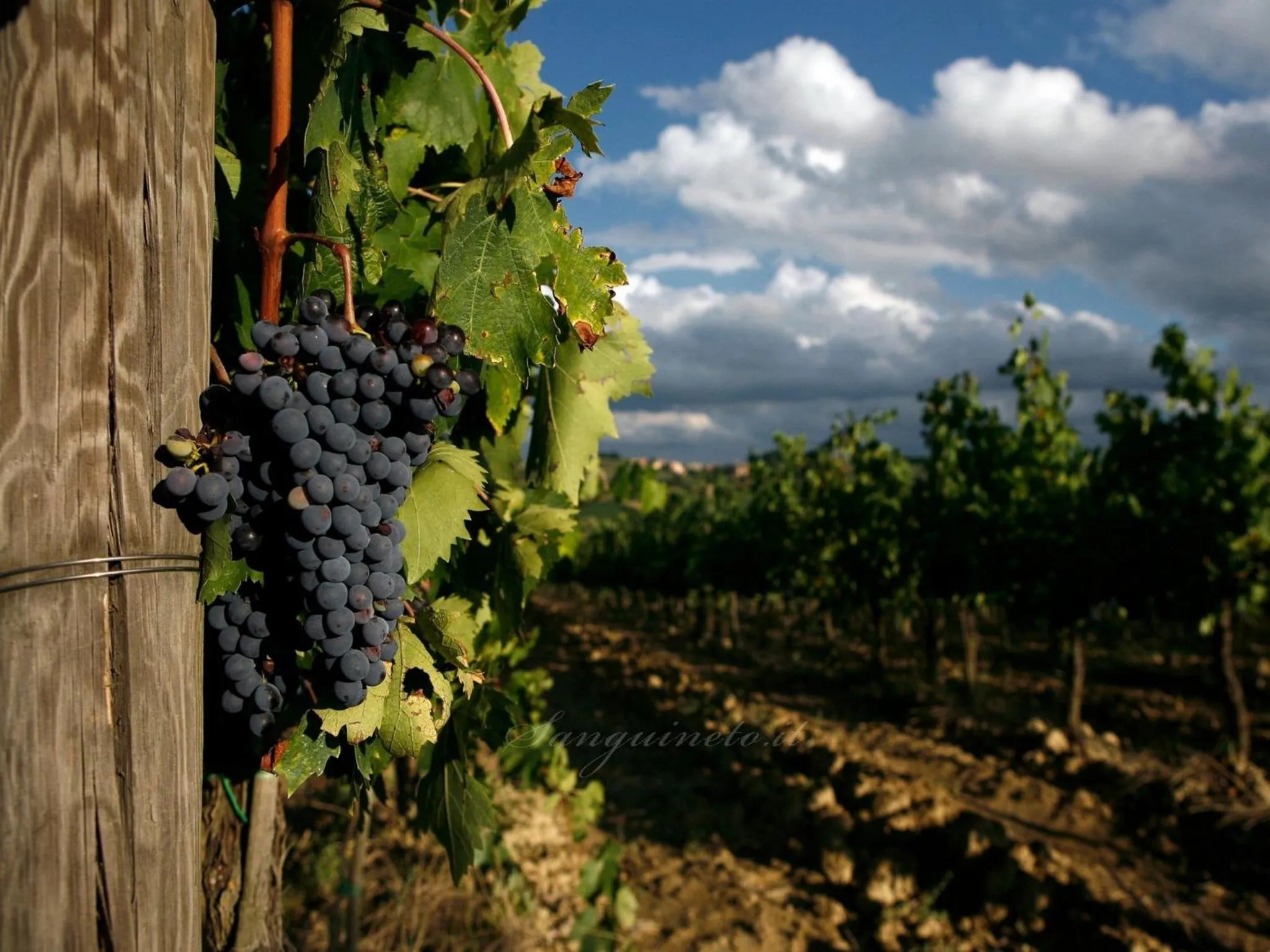 Garden in Agriturismo Sanguineto