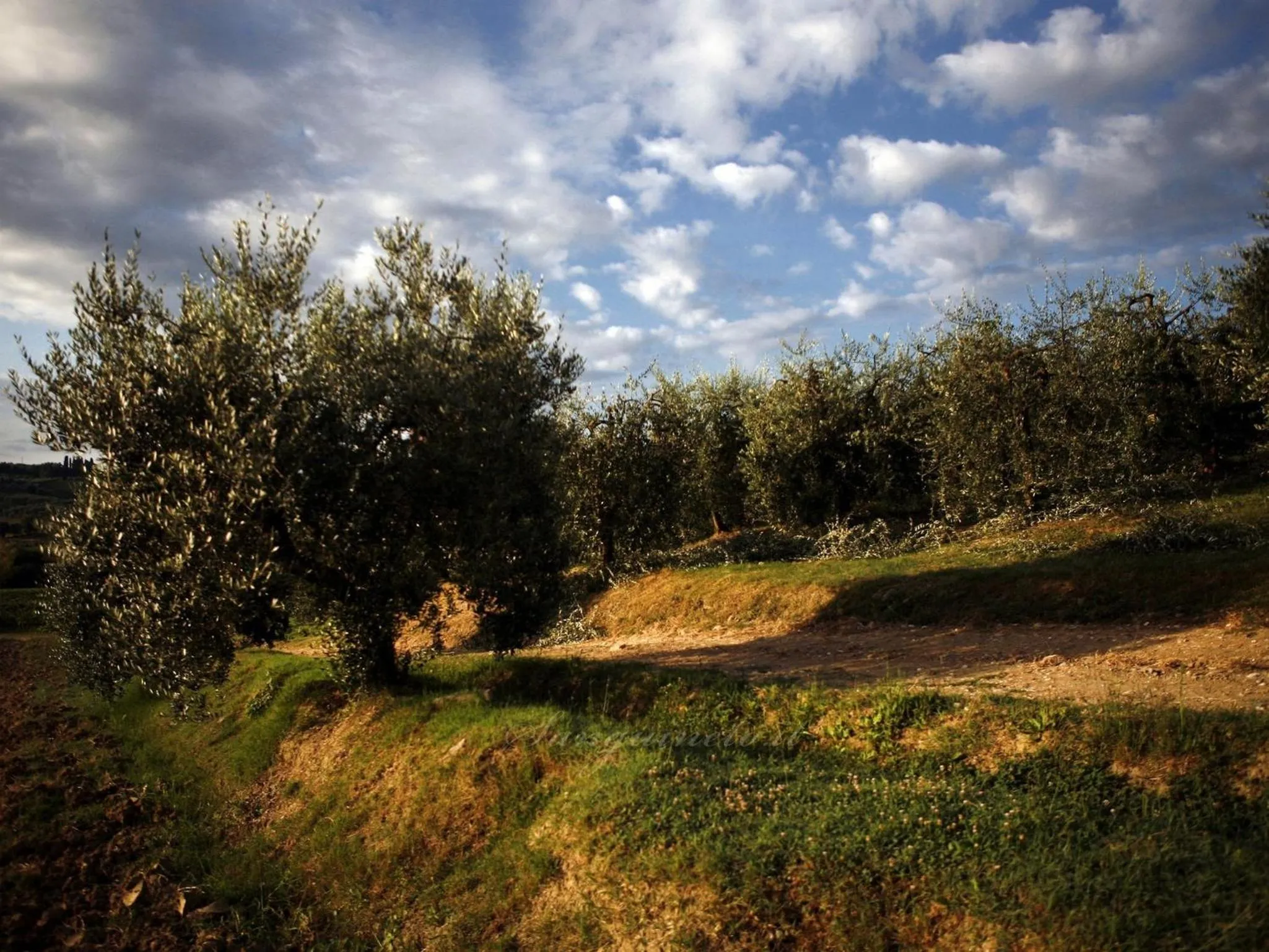 Garden in Agriturismo Sanguineto
