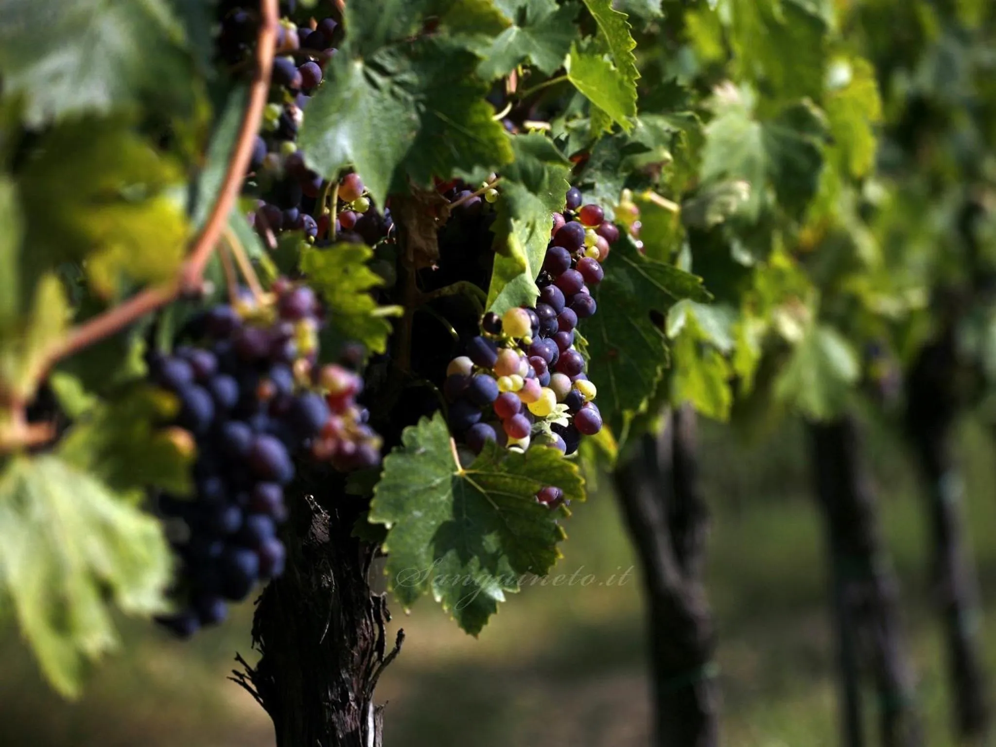 Summer in Agriturismo Sanguineto