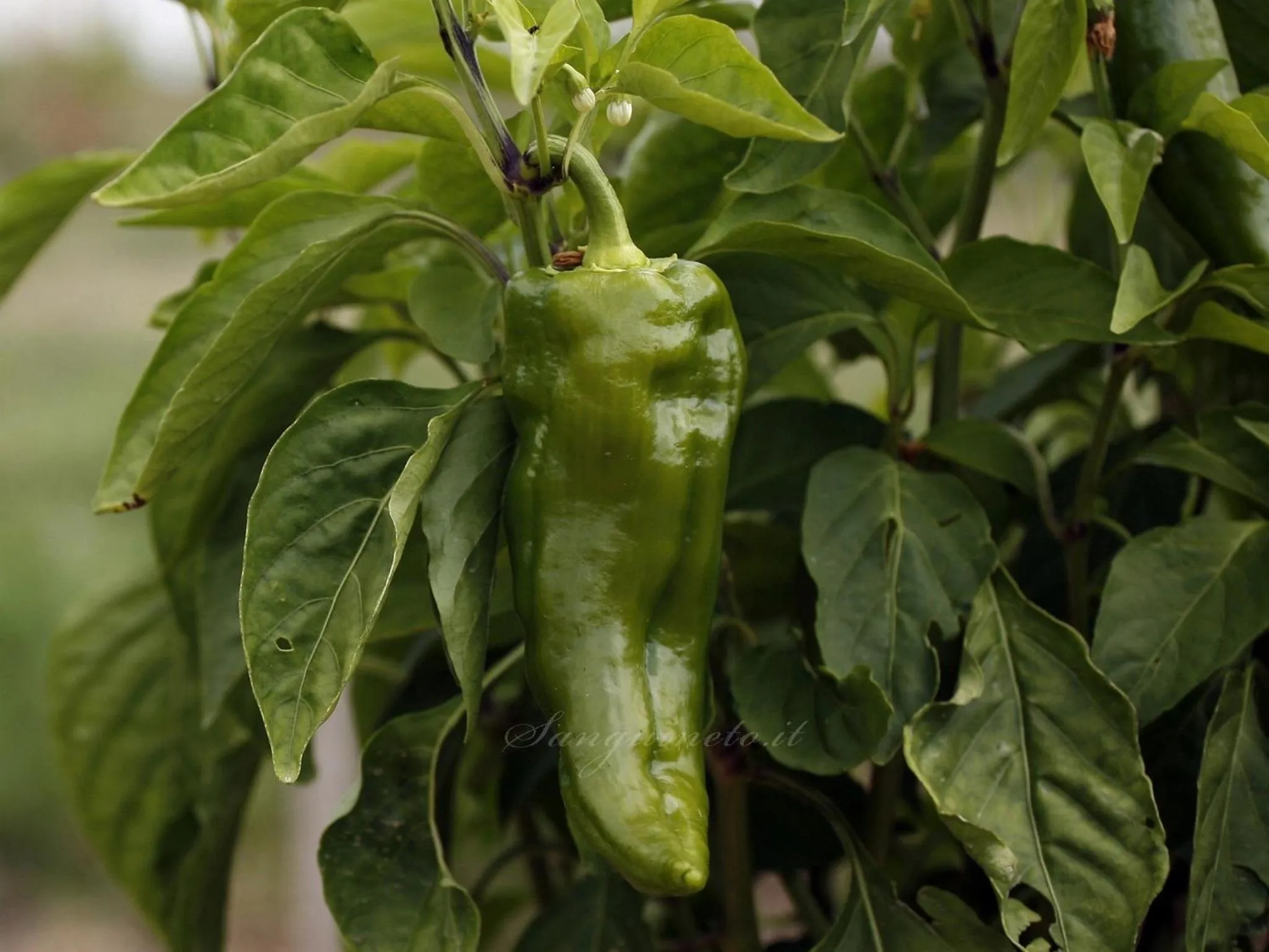 Other in Agriturismo Sanguineto