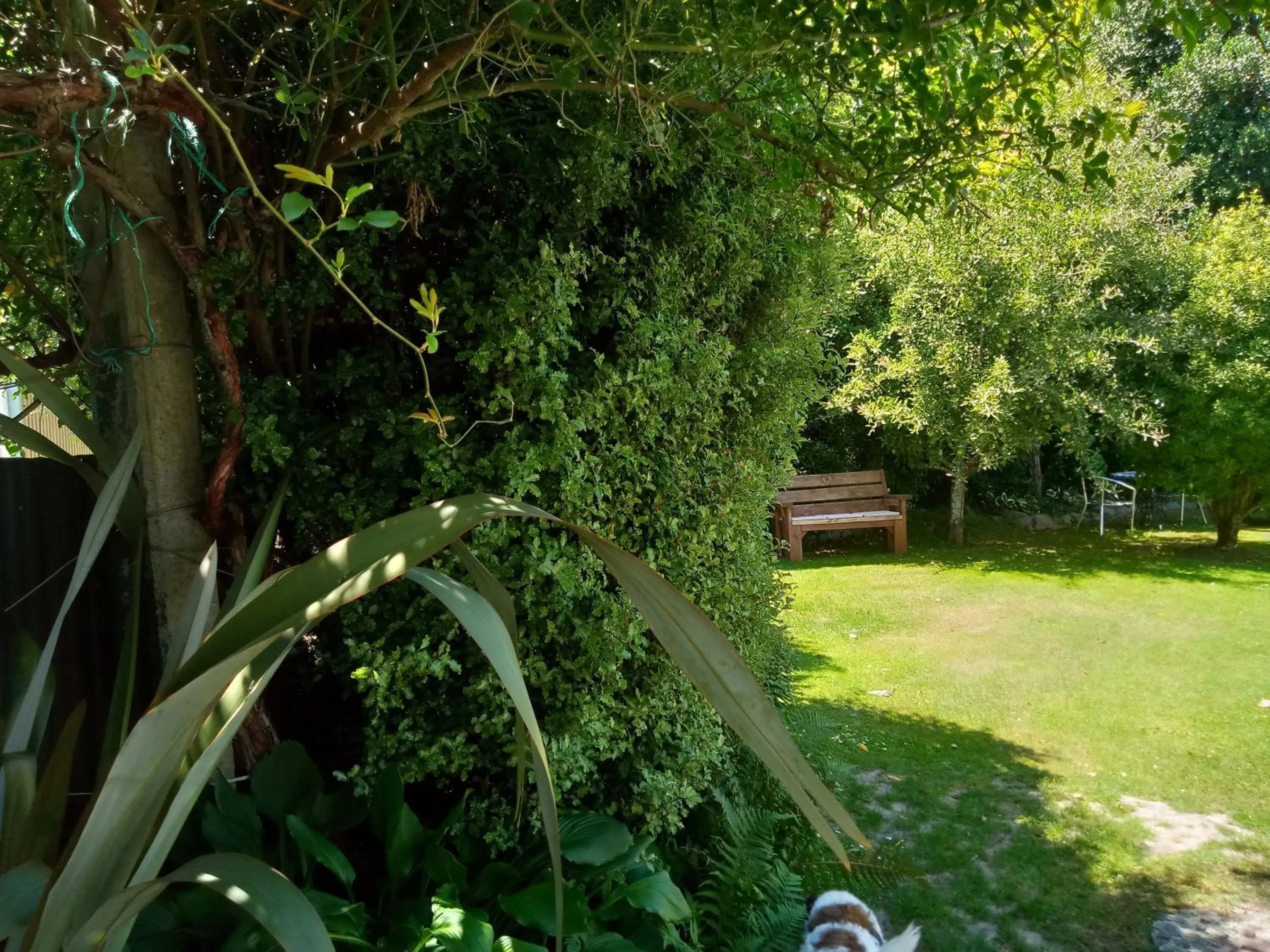 Garden in Four Peaks Motel