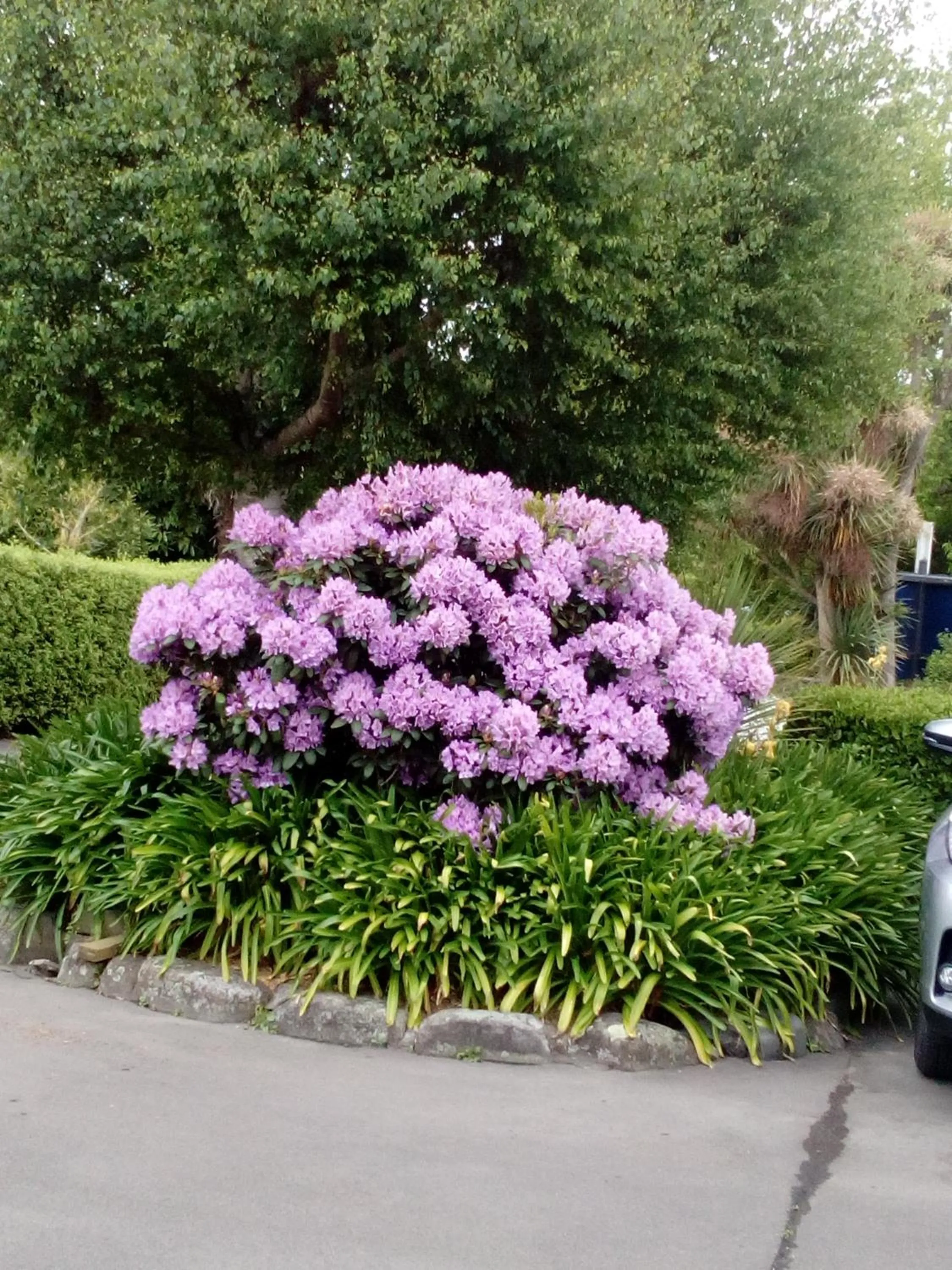 Garden in Four Peaks Motel