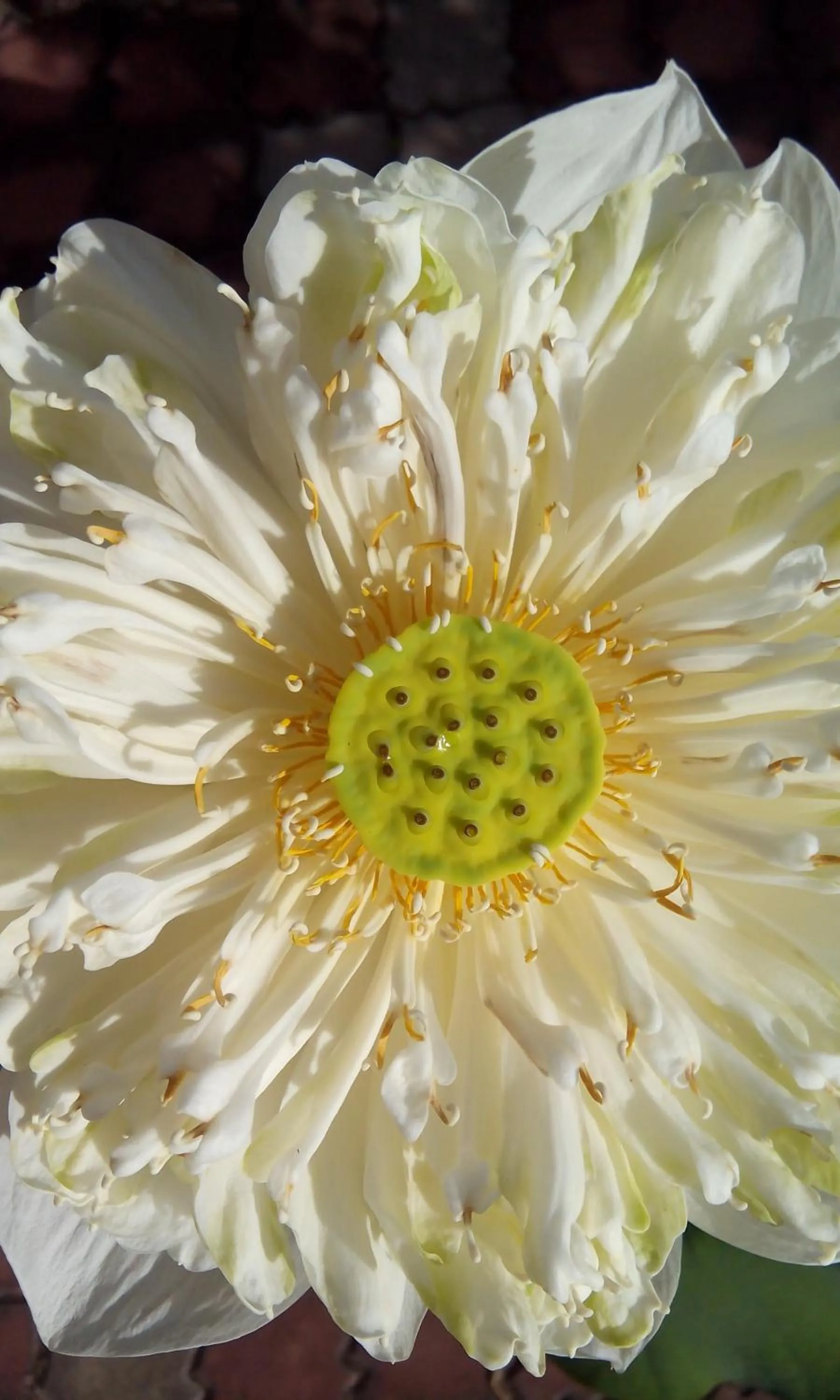 Decorative detail in Hotel Sri Garden Sdn. Bhd.