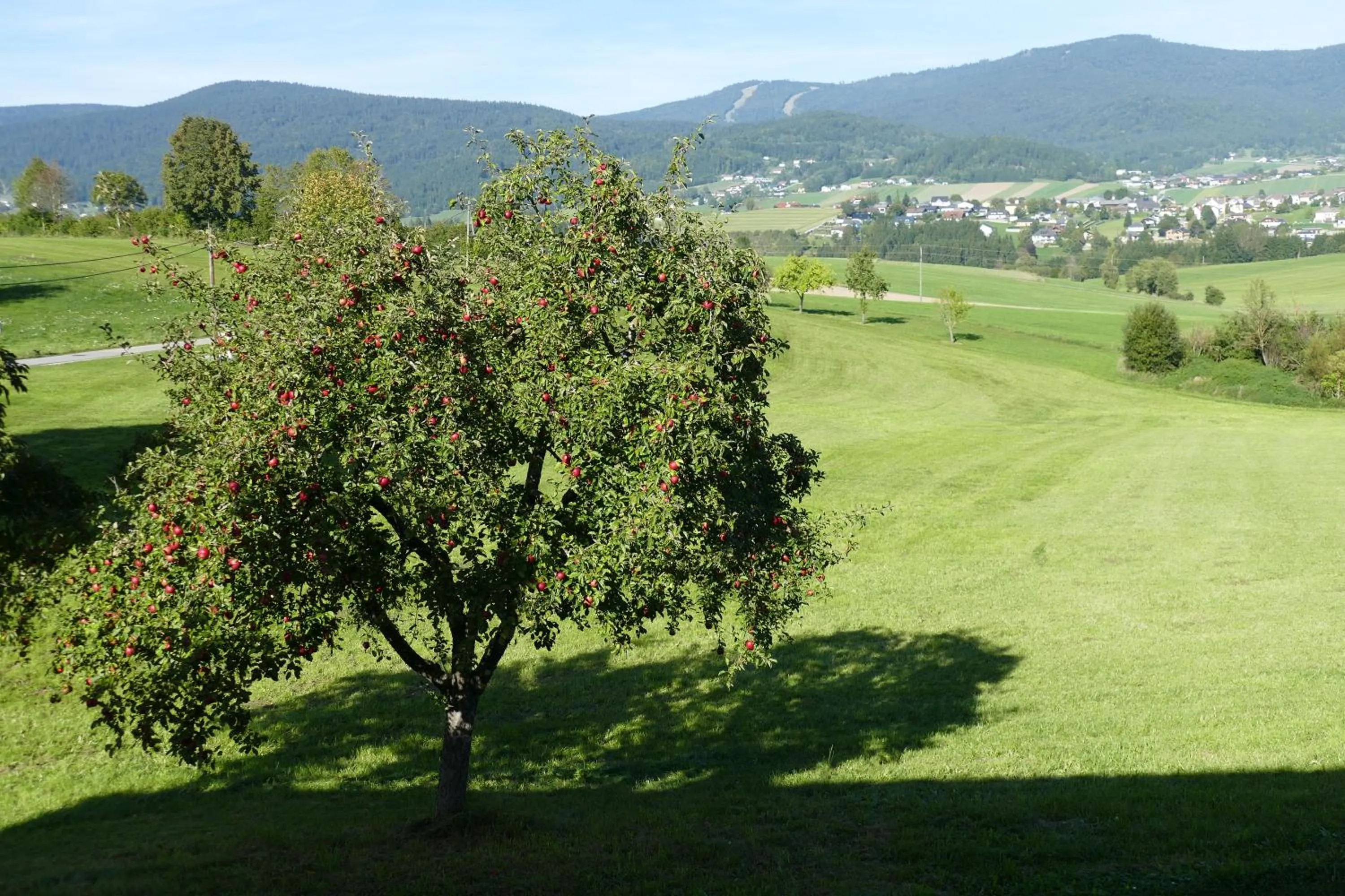 View (from property/room) in HOCHFICHTBLICK Apartments