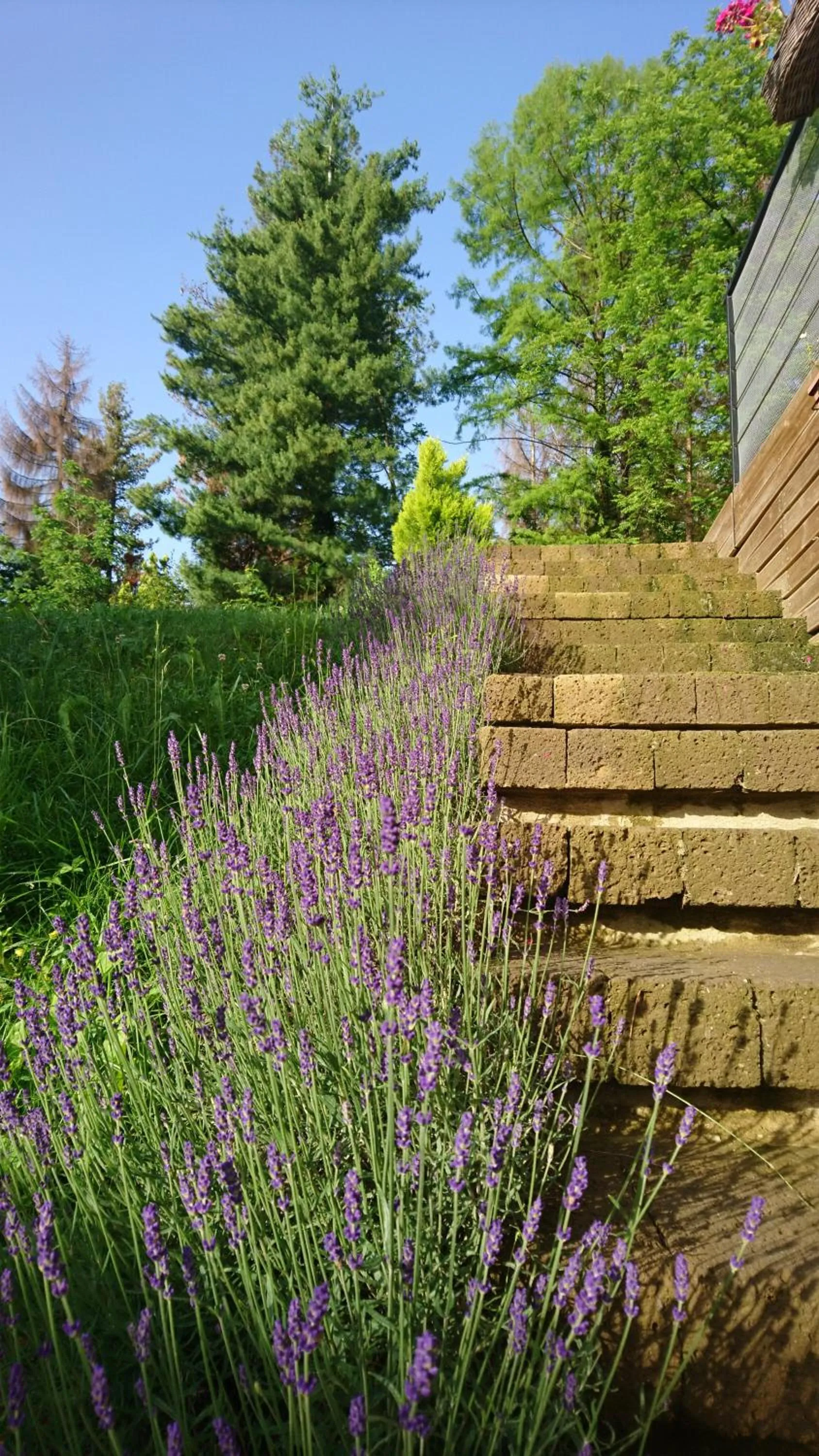 Garden in Ca'Luna Guest House