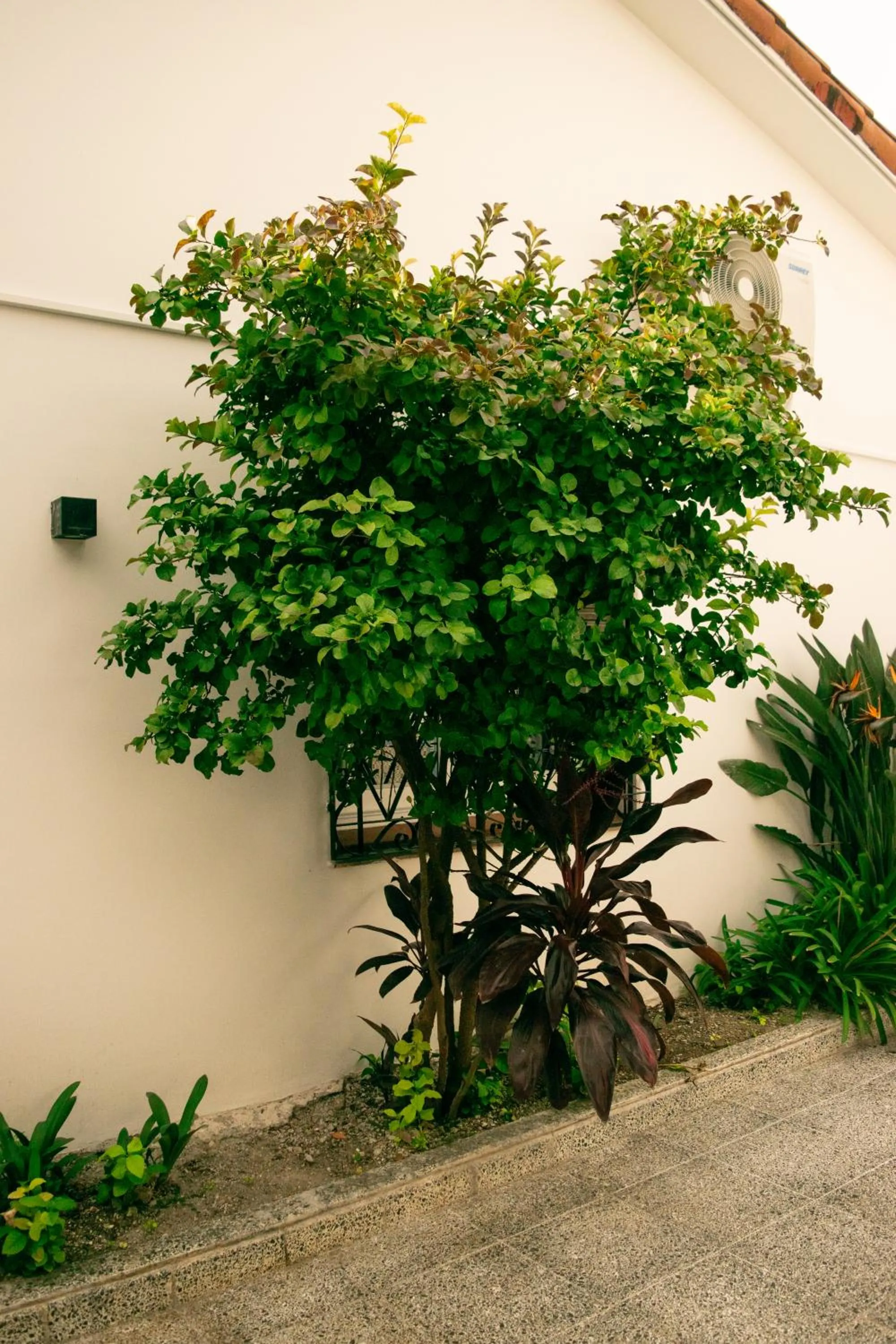 Garden in La Casona del Monumento