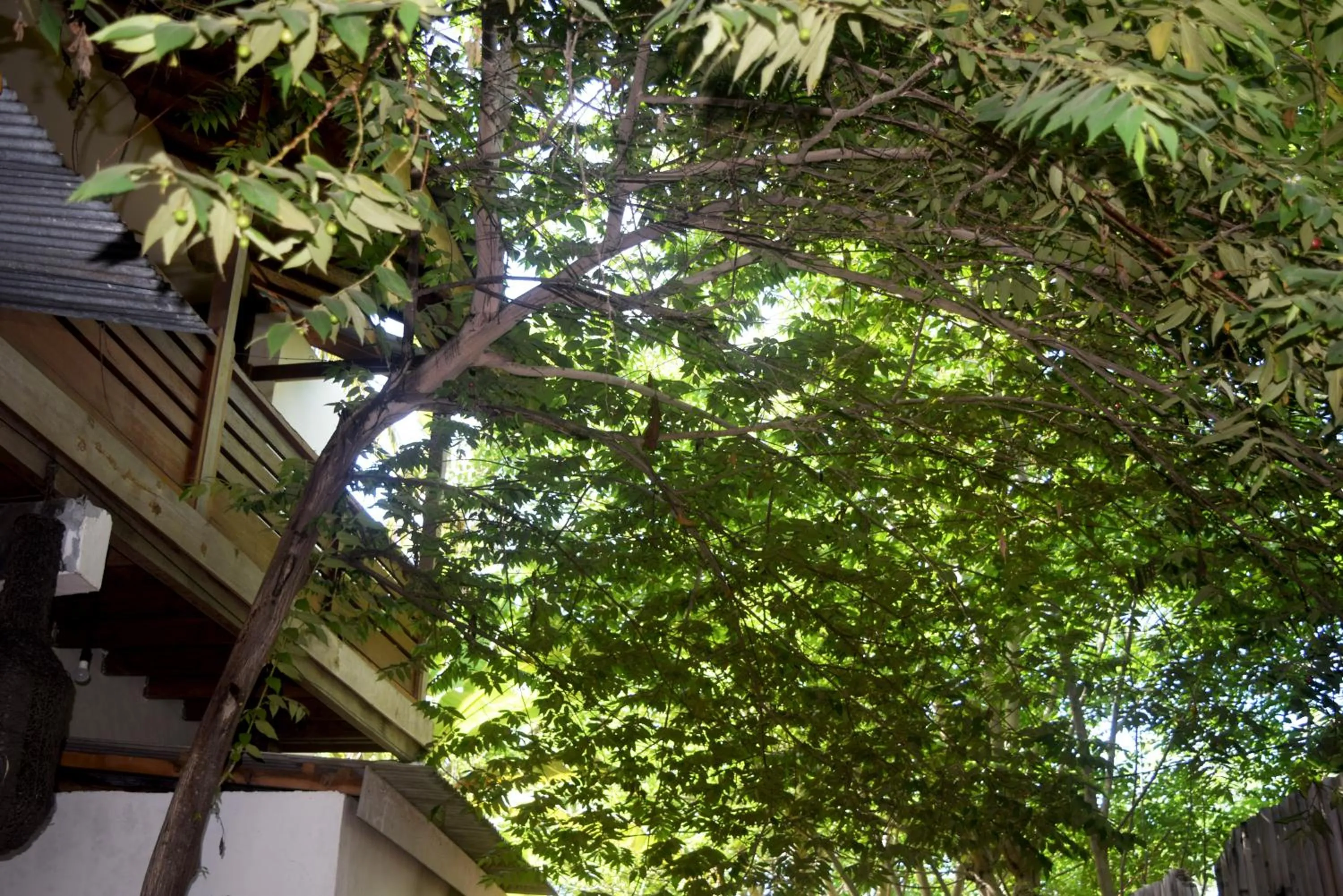 Garden view in Panda Cottage