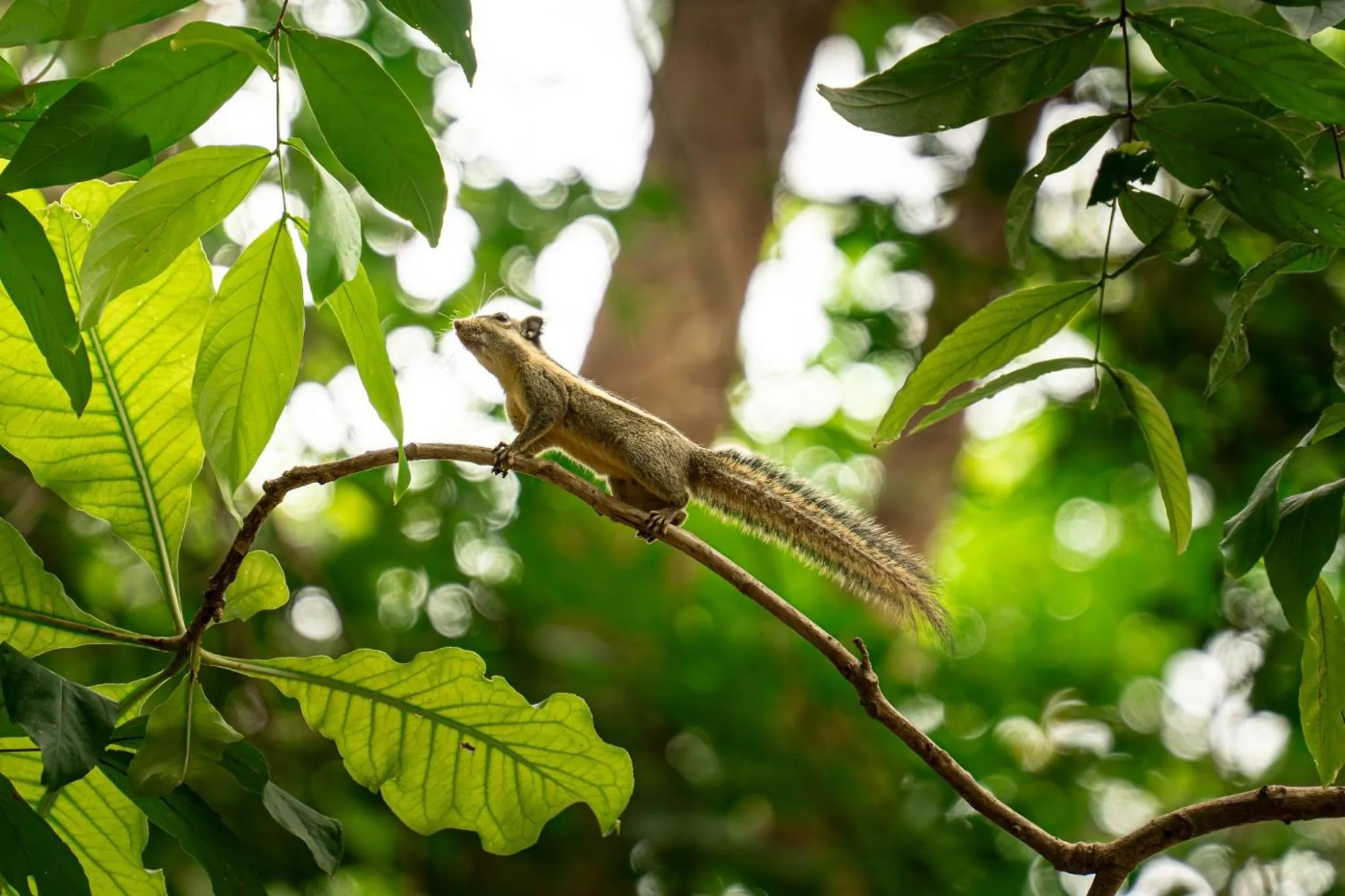 Day in Sanctuary Kanchanaburi