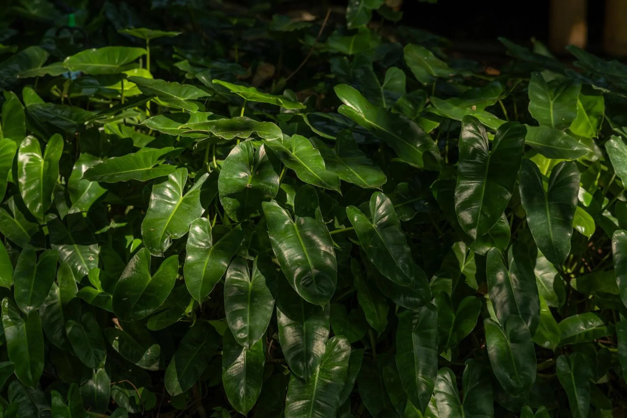 Garden in Sanctuary Kanchanaburi