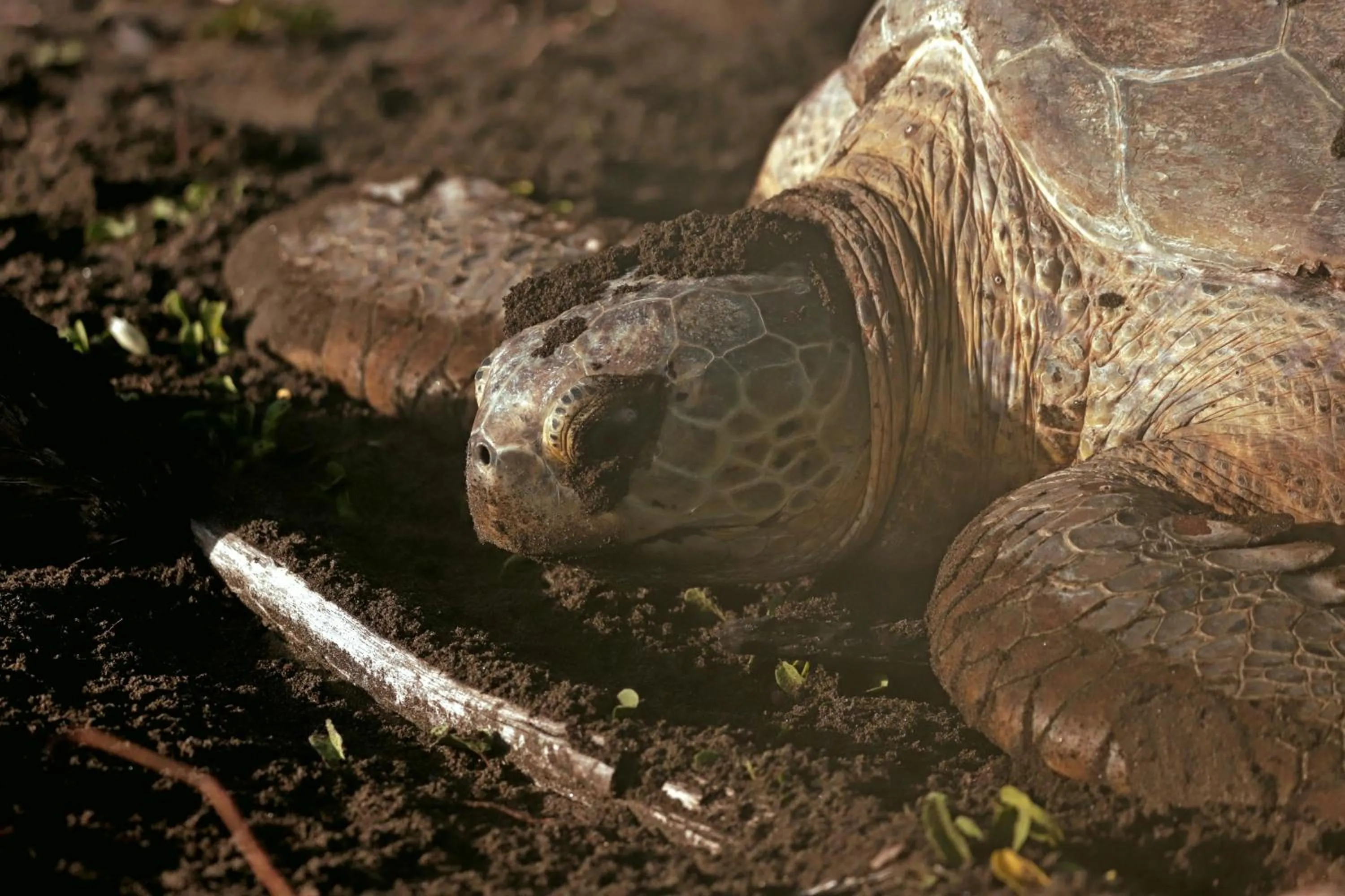 Animals in Laguna Lodge Full Board