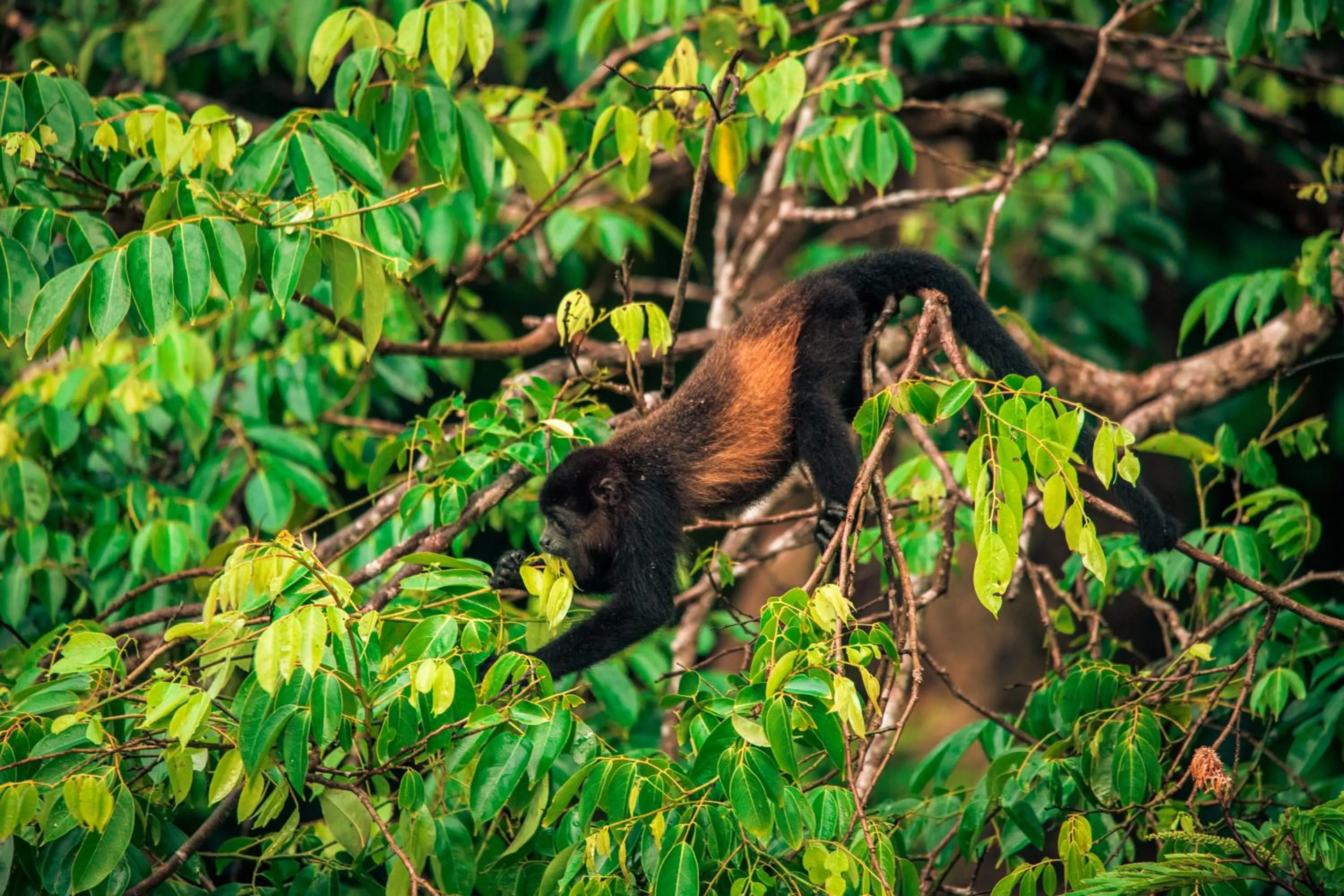 Animals in Laguna Lodge Full Board