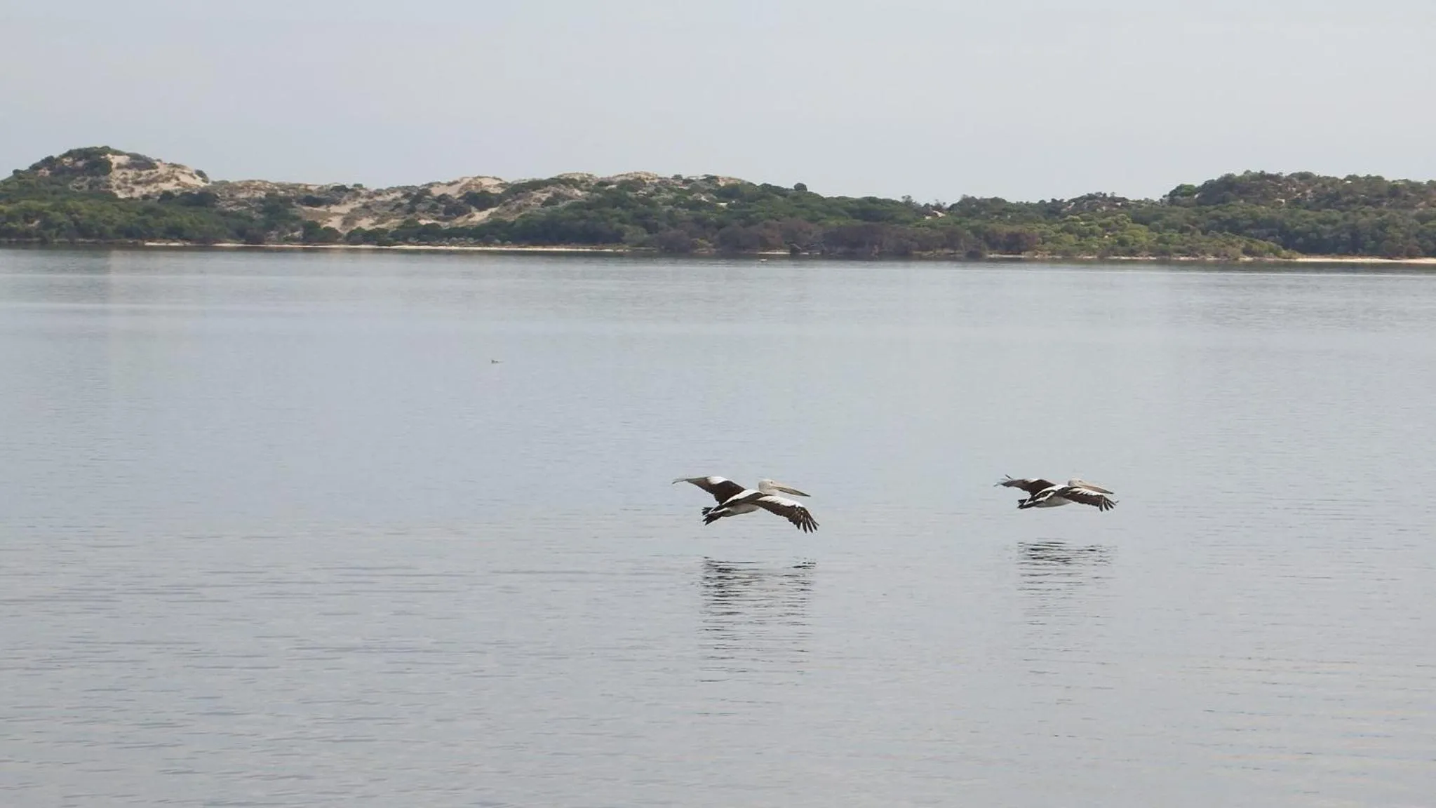 Animals in Australind Tourist Park