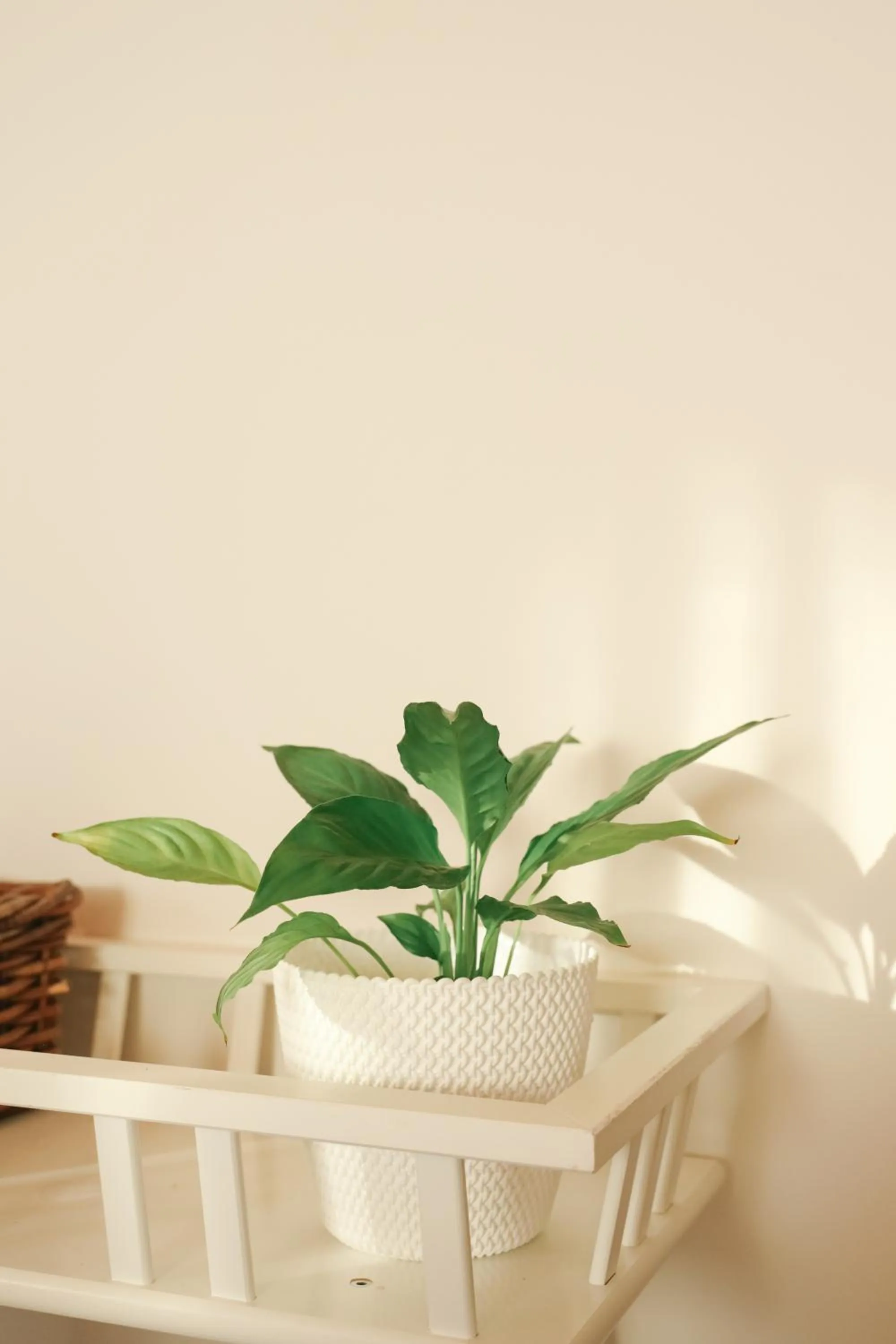 I Love Dão Casas Da Fraga