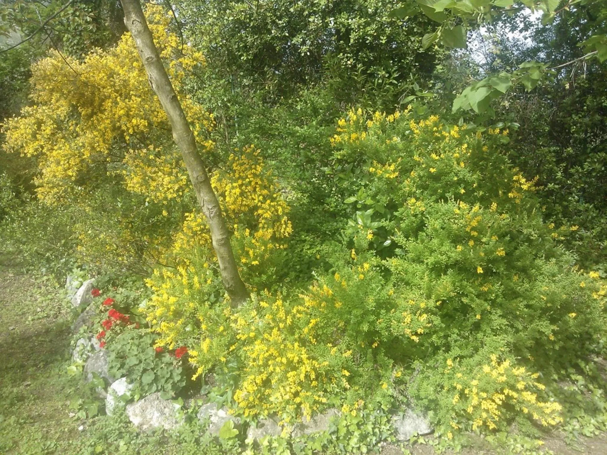 Garden in B&B Villa Ada