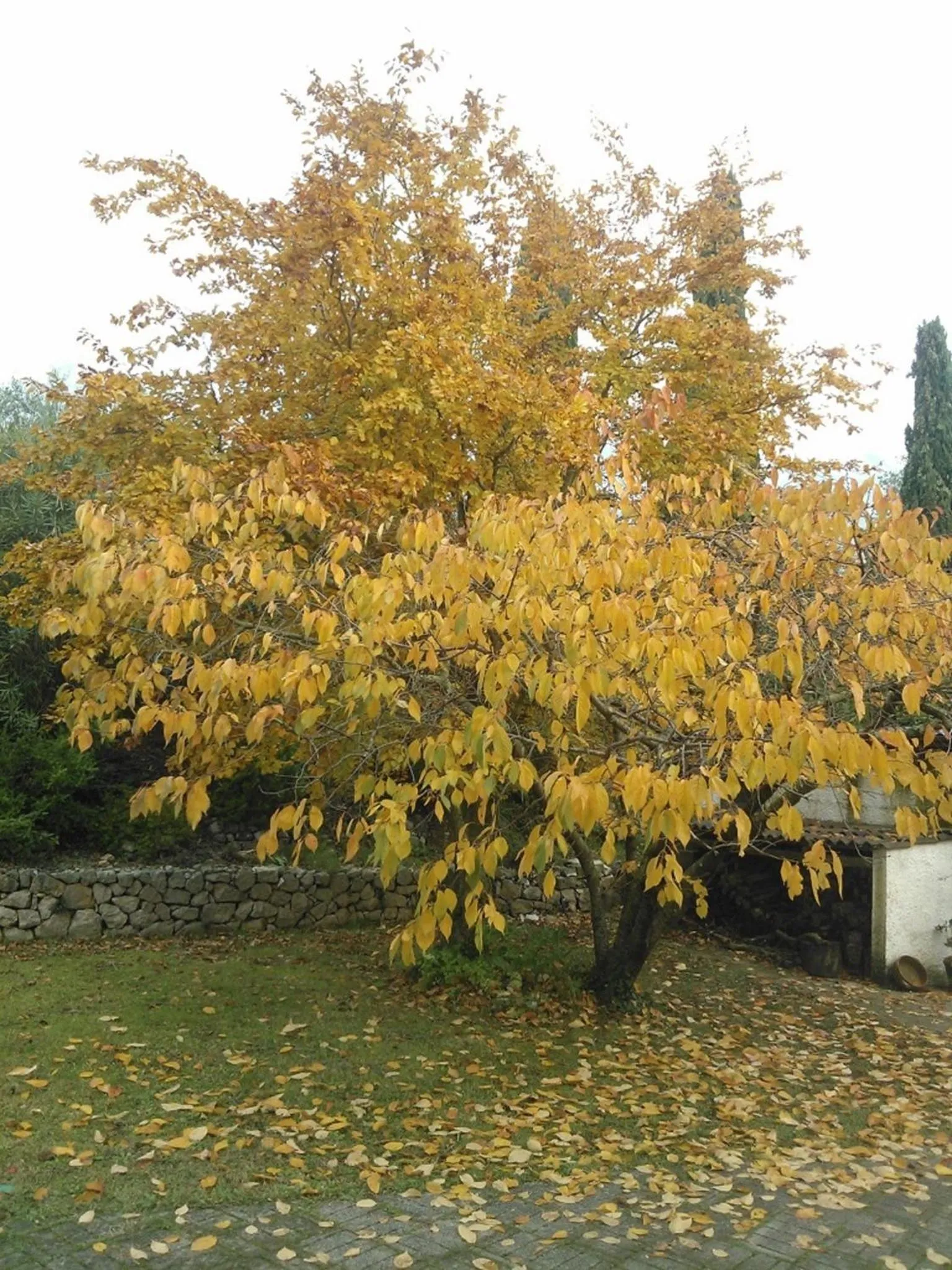 Garden in B&B Villa Ada