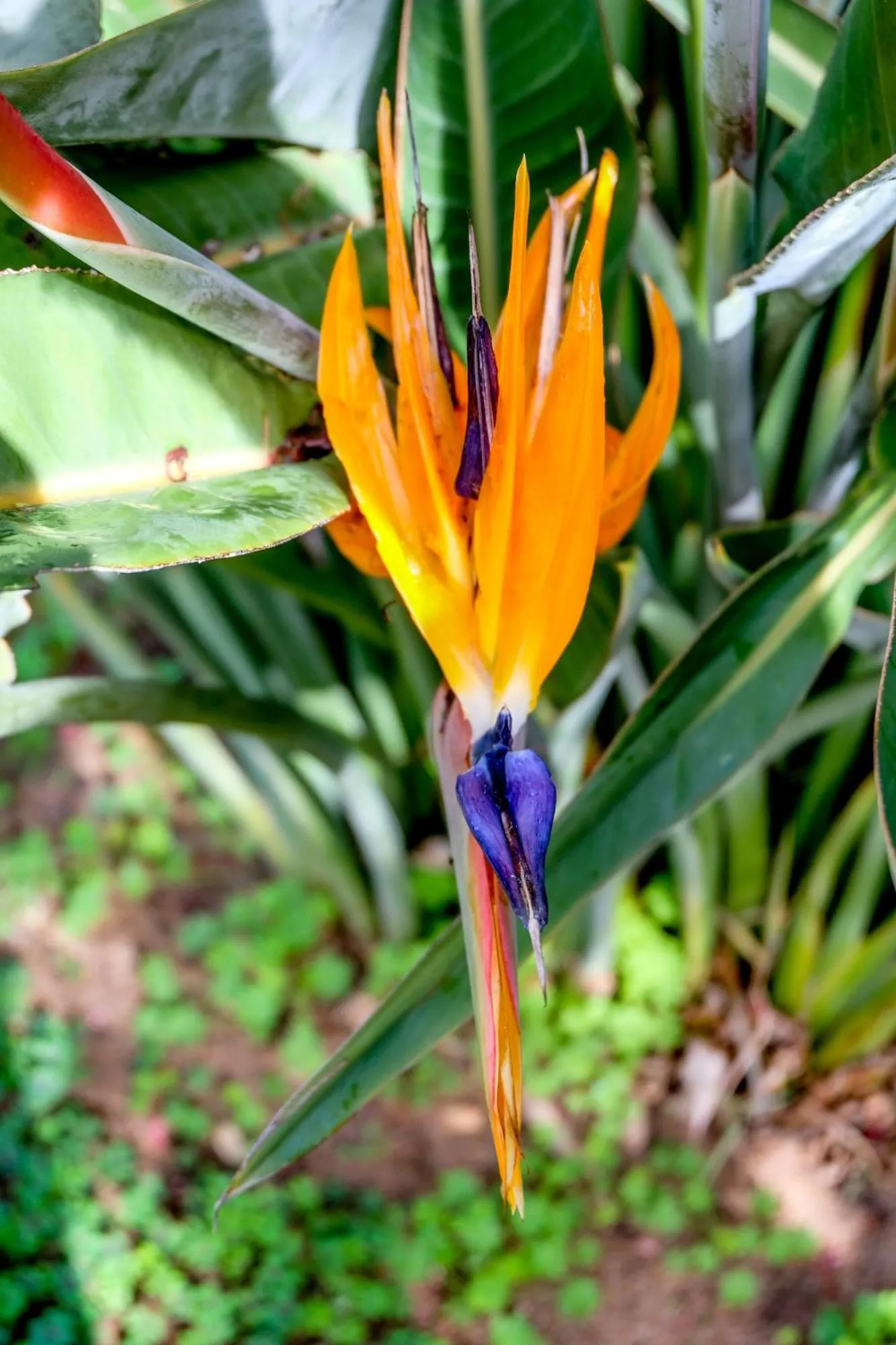 Garden in Monte Soalheiro