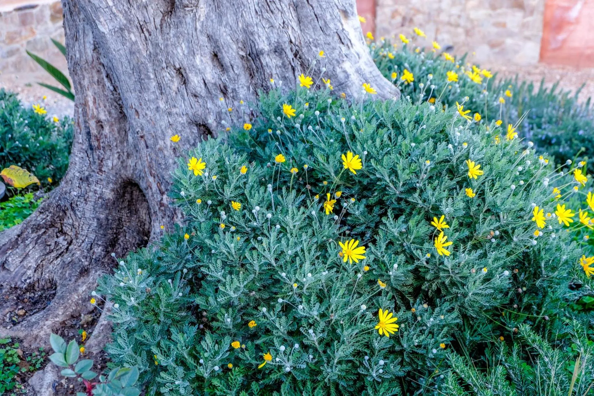 Garden in Monte Soalheiro