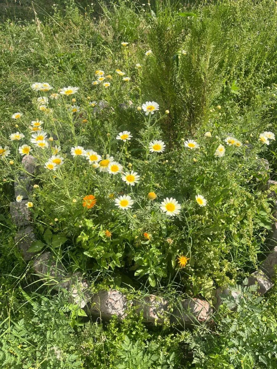 Spring in Al Mubeen home stay