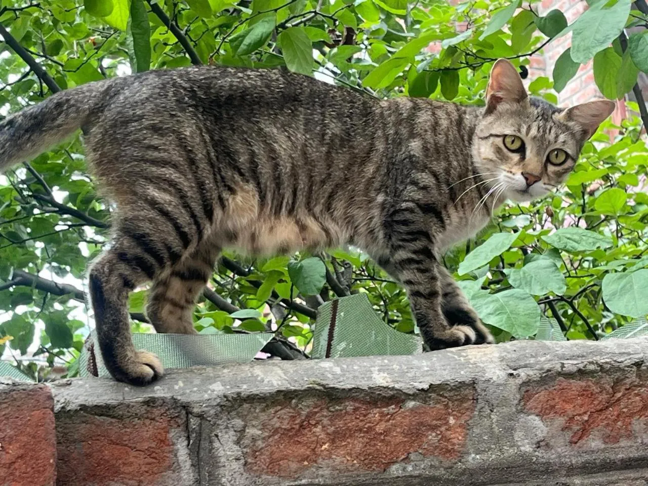 Pets in Al Mubeen home stay