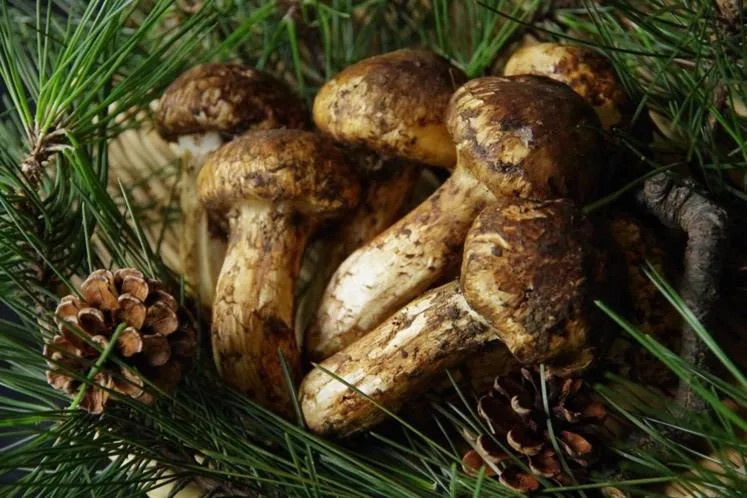 Hotel Kunitomi Suisennkaku