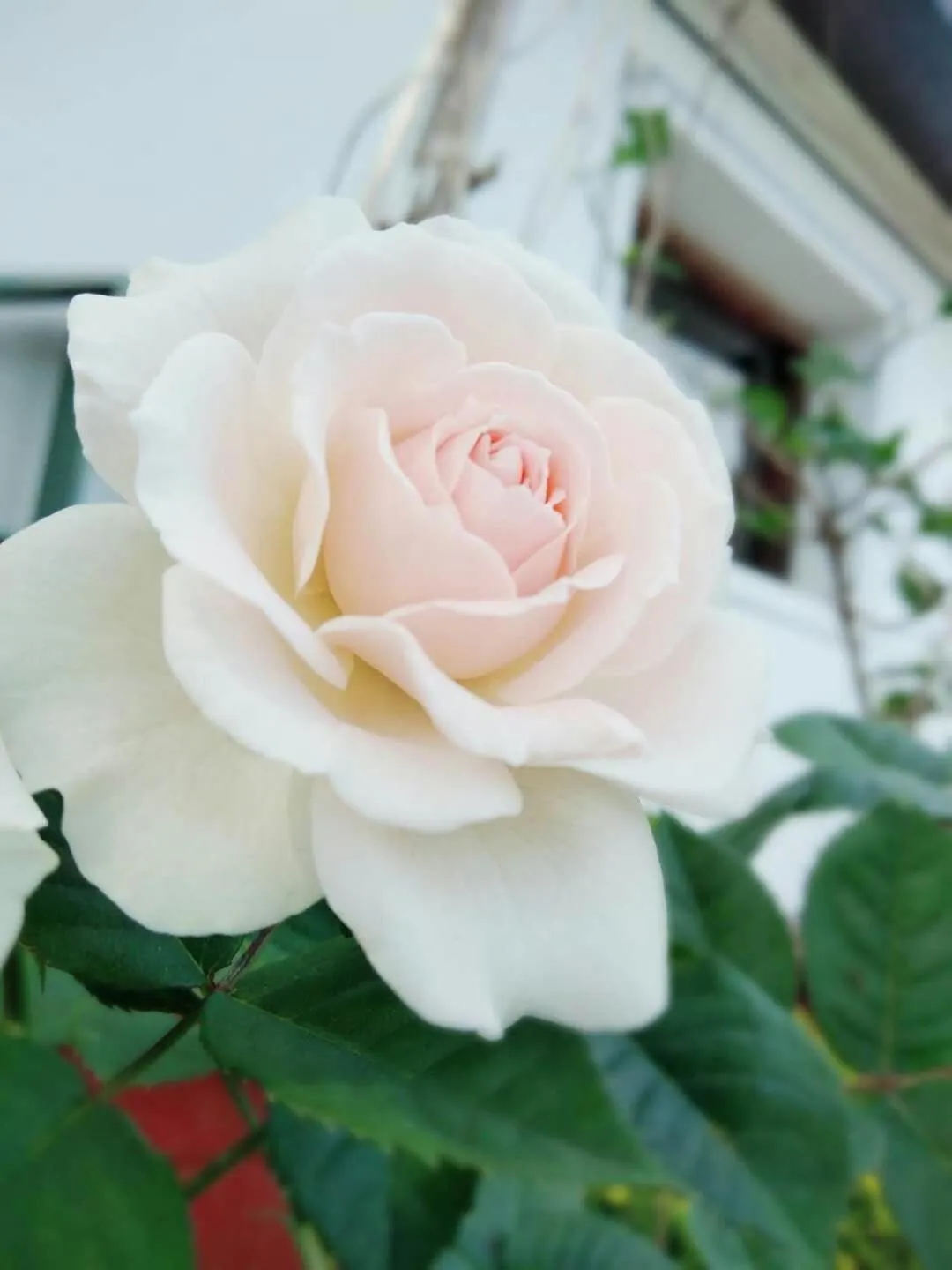 Garden view in September Huizhou Inn