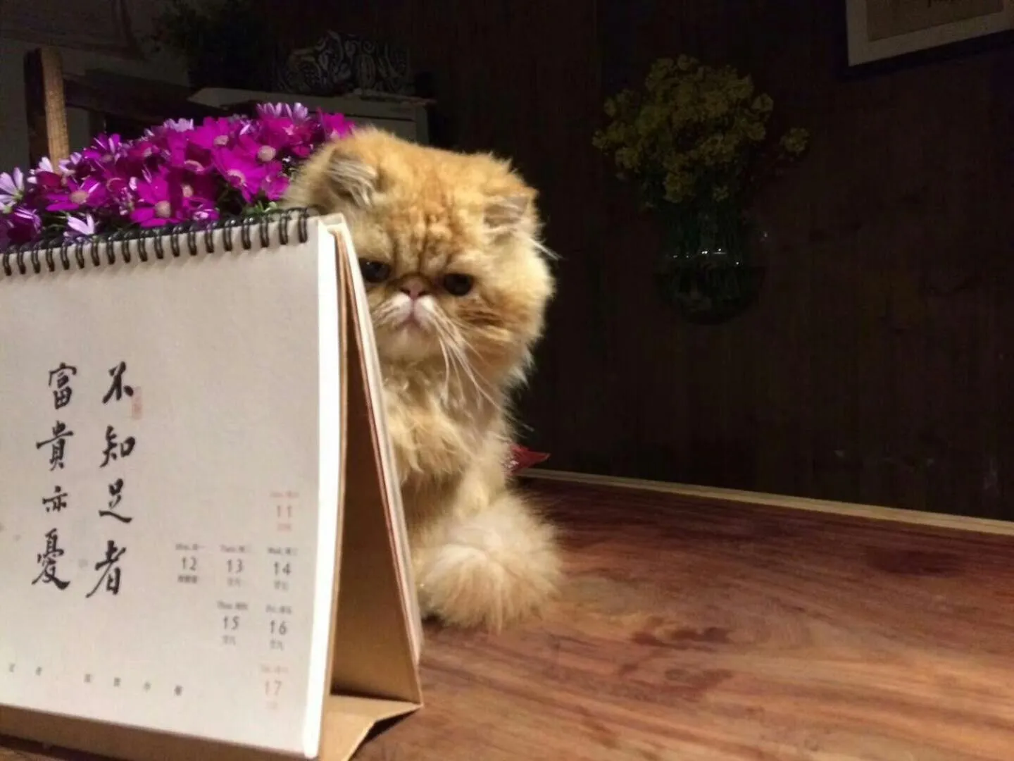 Pets in September Huizhou Inn